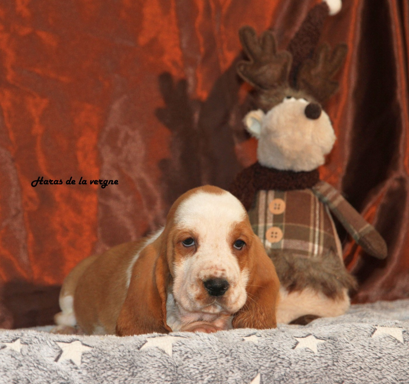 du Haras de la Vergne - Chiots disponibles - Basset Hound