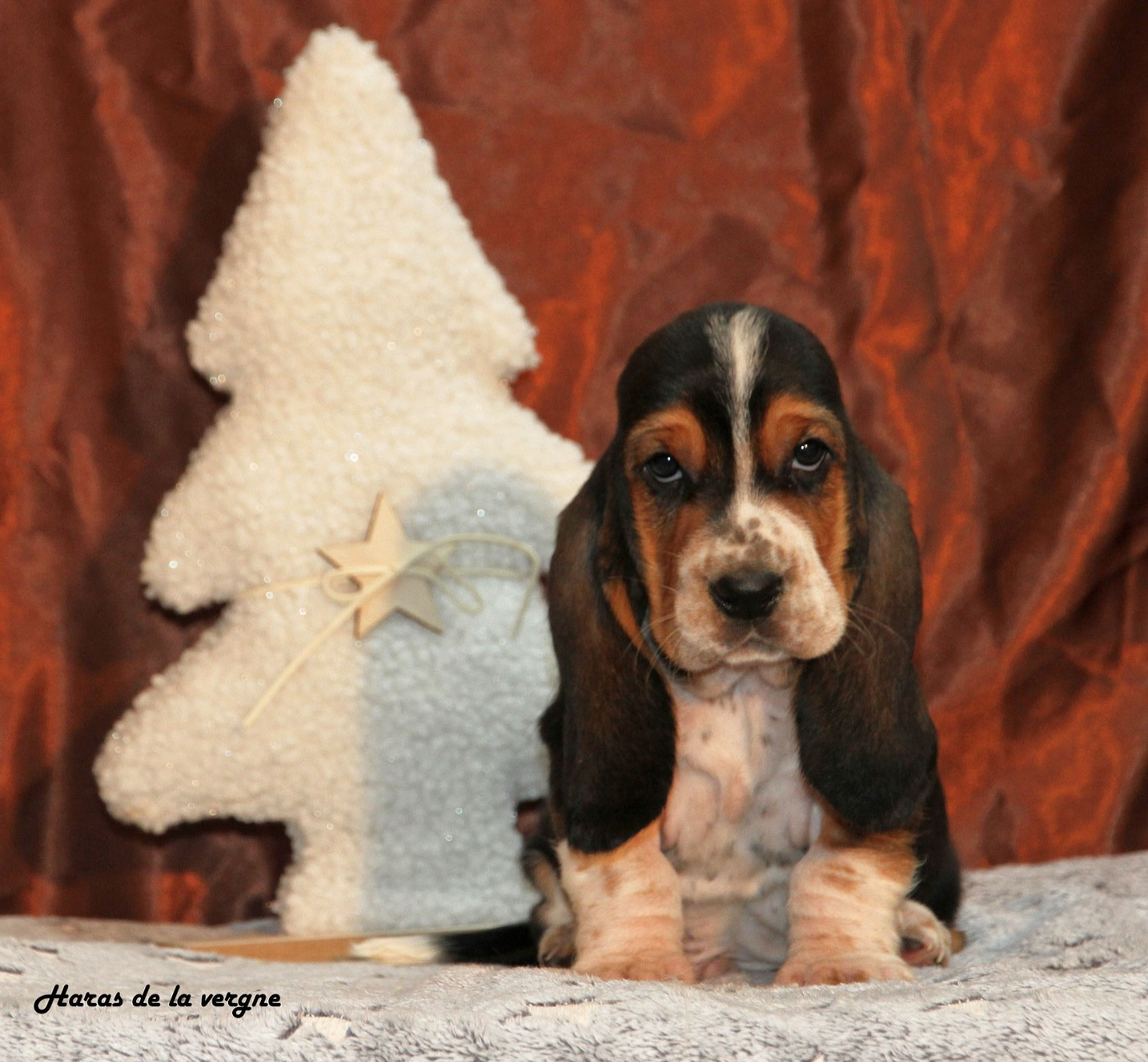 du Haras de la Vergne - Chiots disponibles - Basset Hound