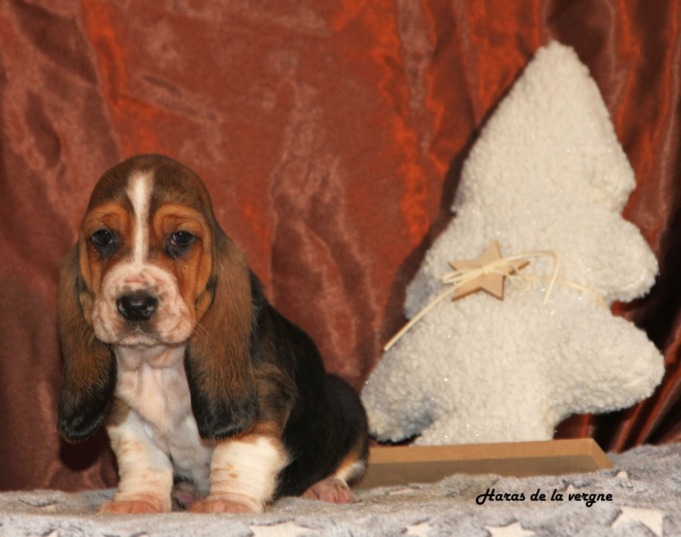 du Haras de la Vergne - Chiots disponibles - Basset Hound