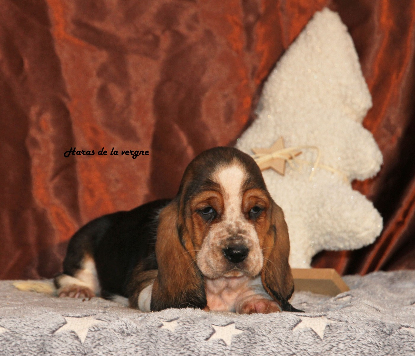 du Haras de la Vergne - Chiots disponibles - Basset Hound