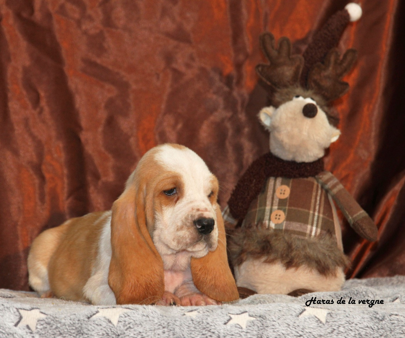 du Haras de la Vergne - Basset Hound - Portée née le 13/10/2025