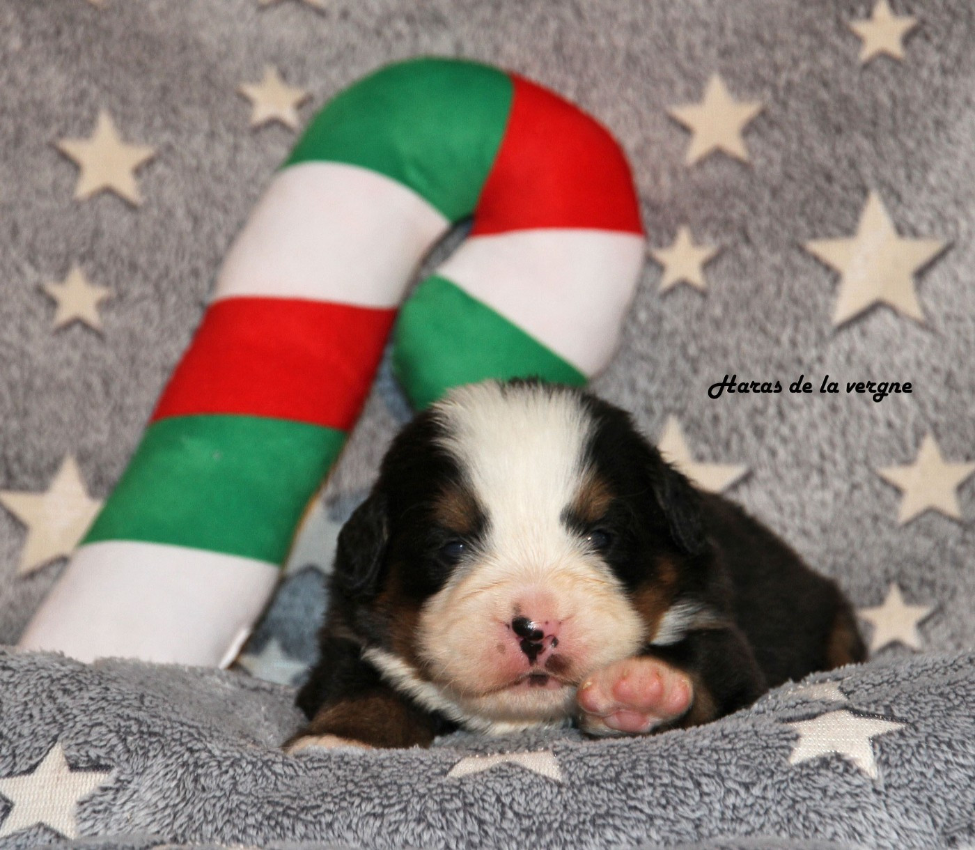 du Haras de la Vergne - Chiots disponibles - Bouvier Bernois