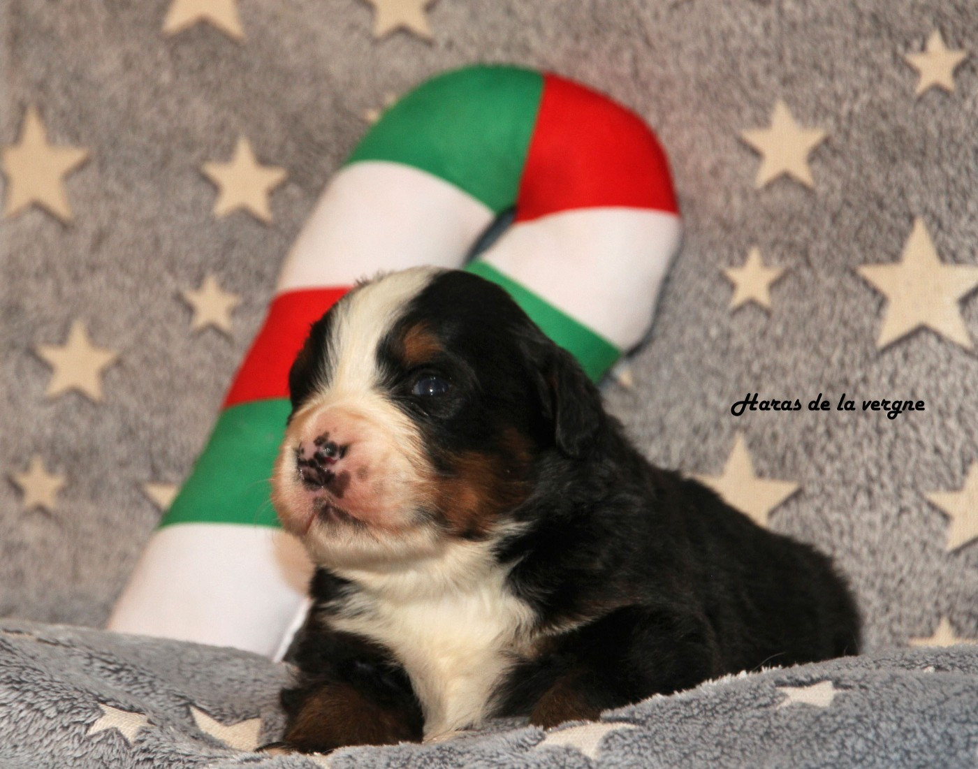 du Haras de la Vergne - Chiots disponibles - Bouvier Bernois