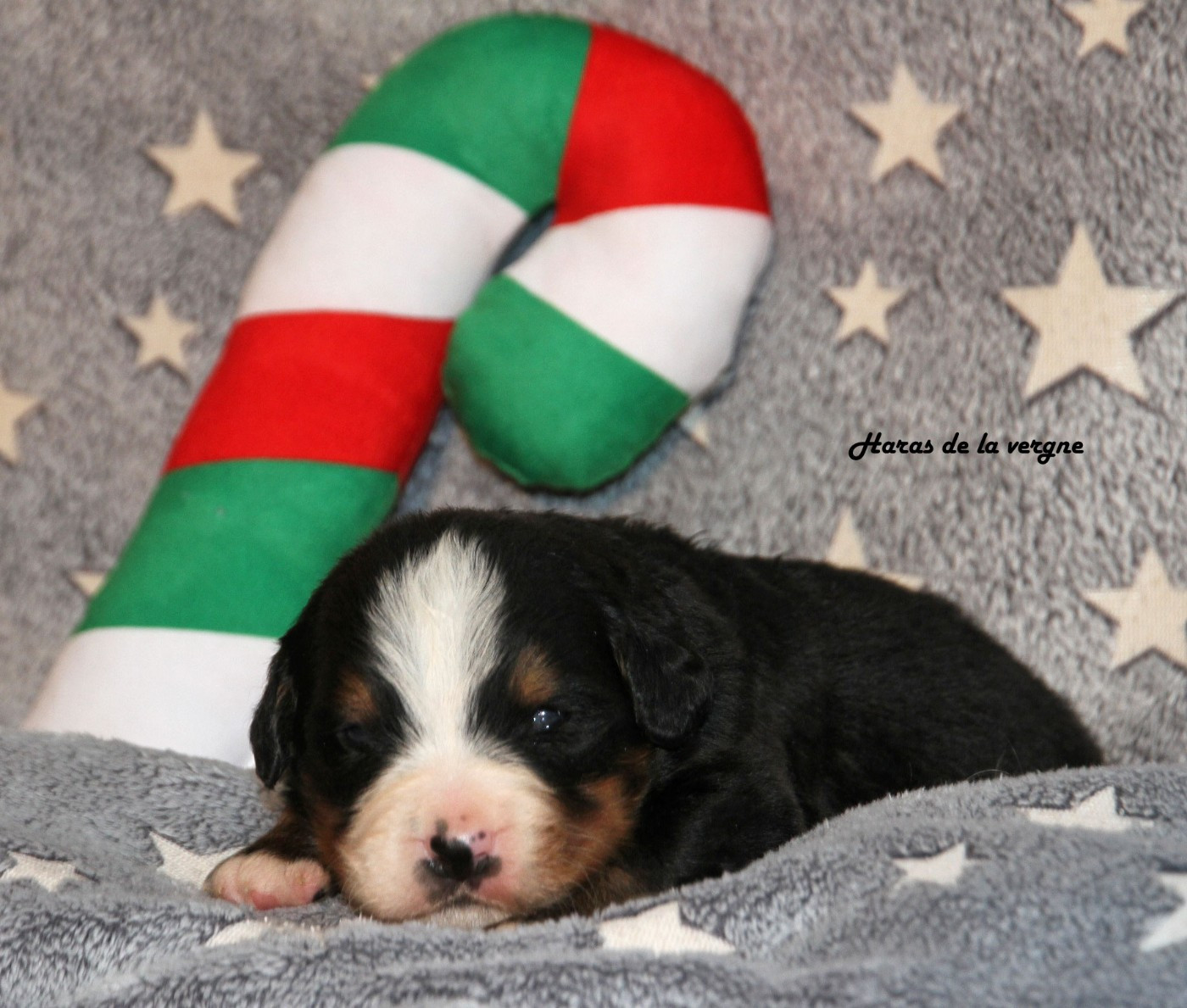 du Haras de la Vergne - Chiots disponibles - Bouvier Bernois