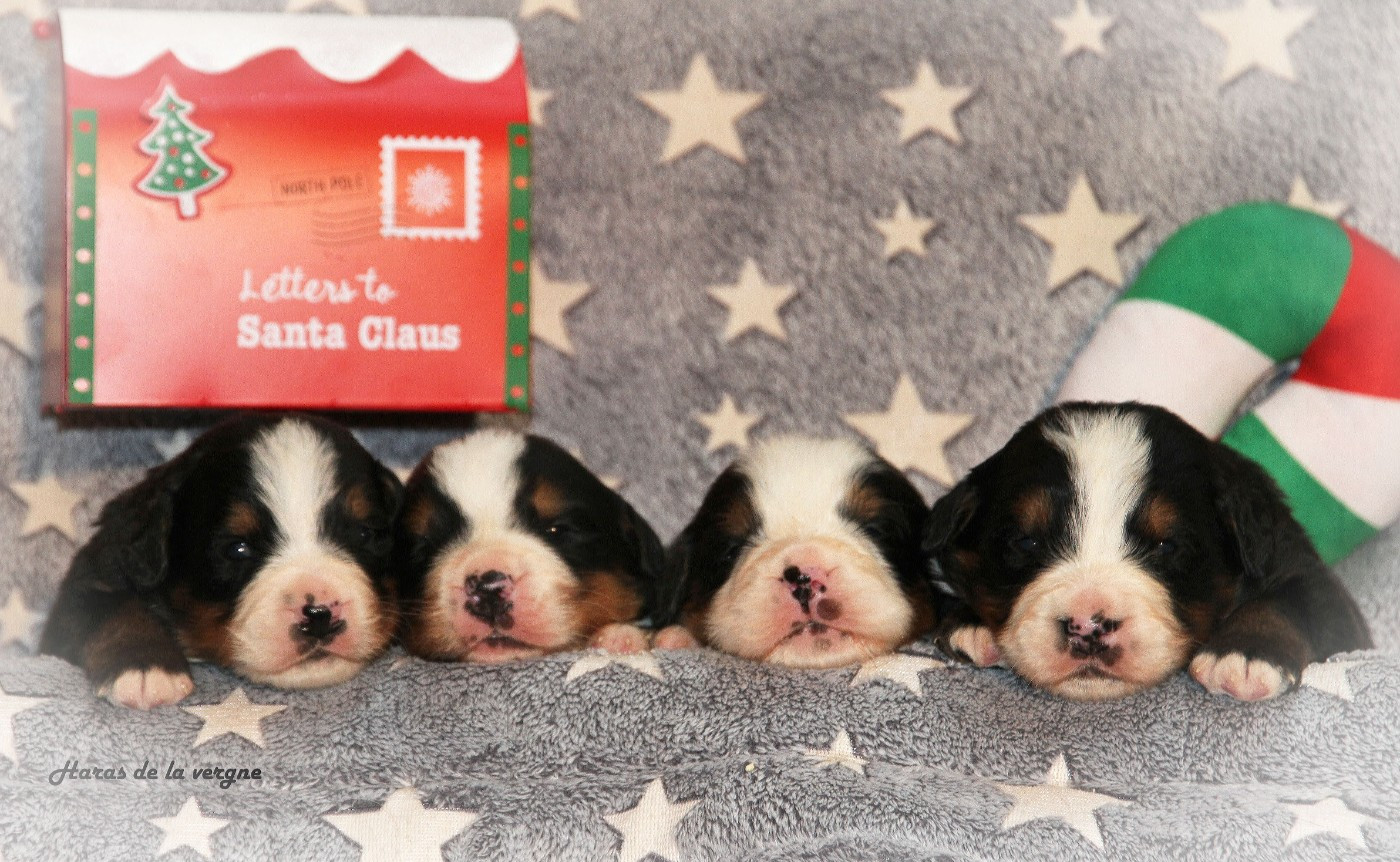 du Haras de la Vergne - Bouvier Bernois - Portée née le 13/11/2025