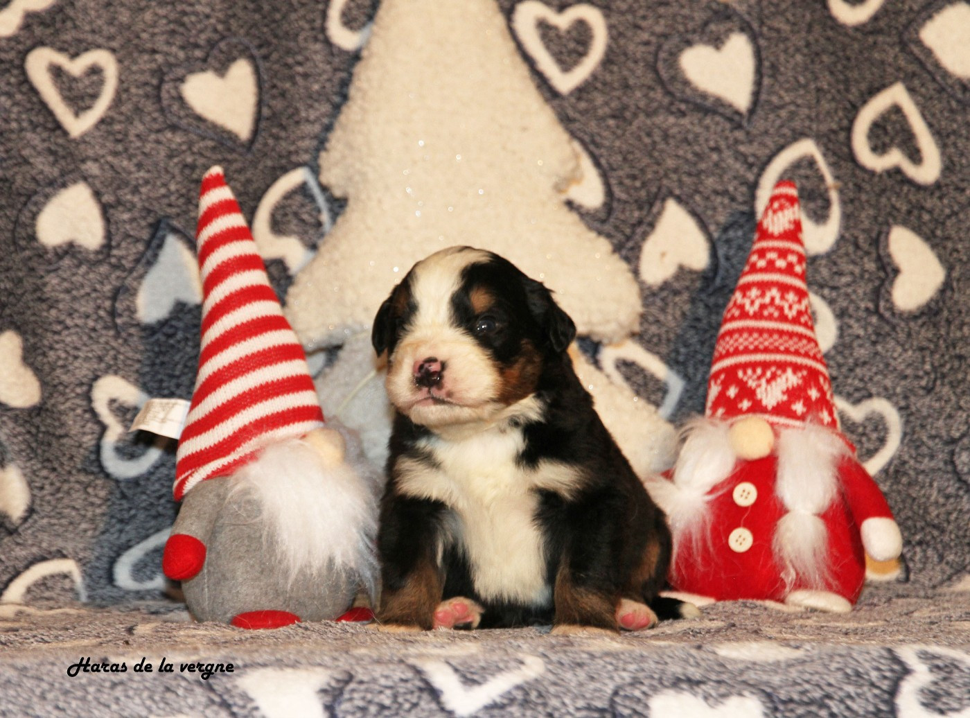 du Haras de la Vergne - Chiots disponibles - Bouvier Bernois