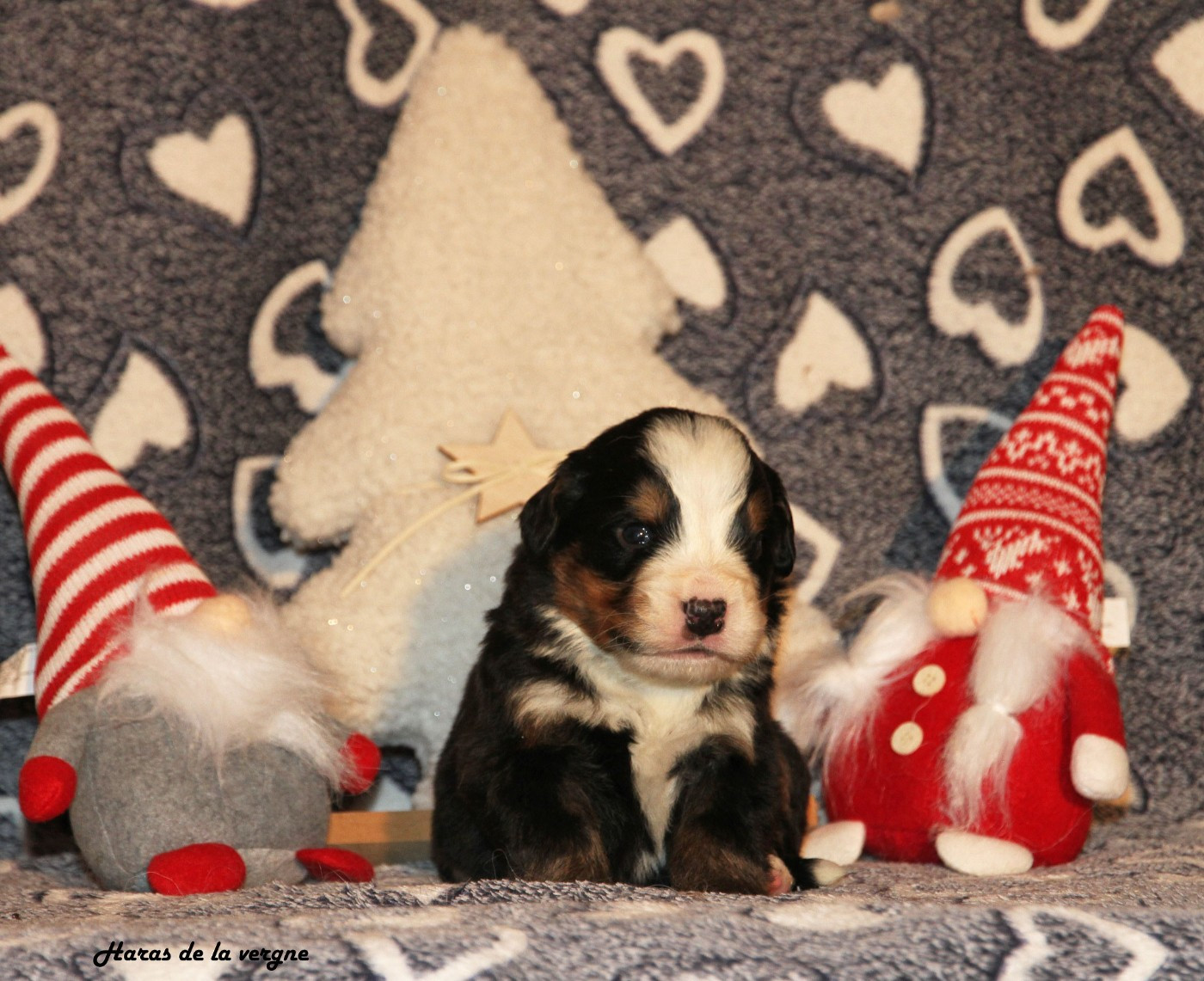 du Haras de la Vergne - Chiots disponibles - Bouvier Bernois