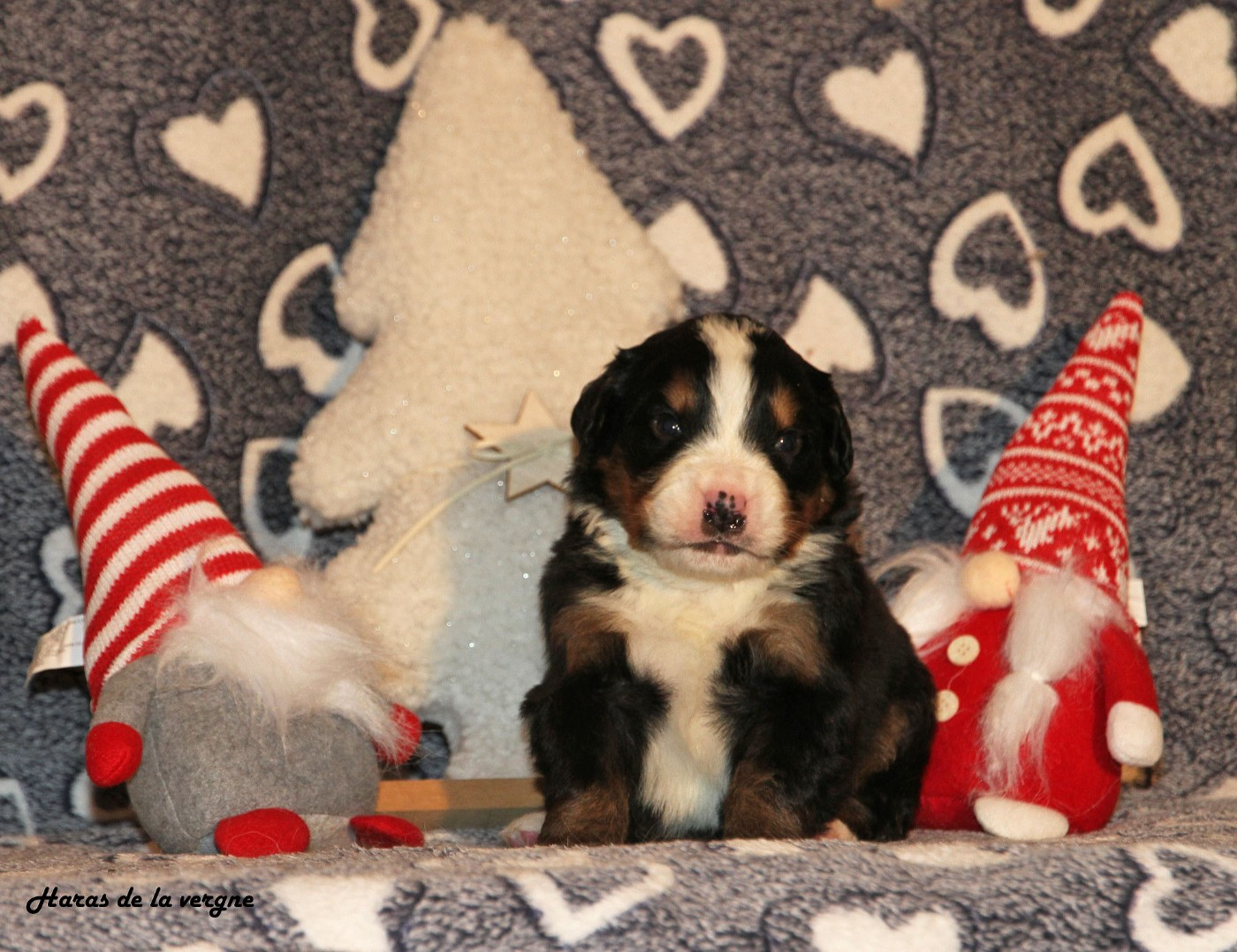 du Haras de la Vergne - Chiots disponibles - Bouvier Bernois