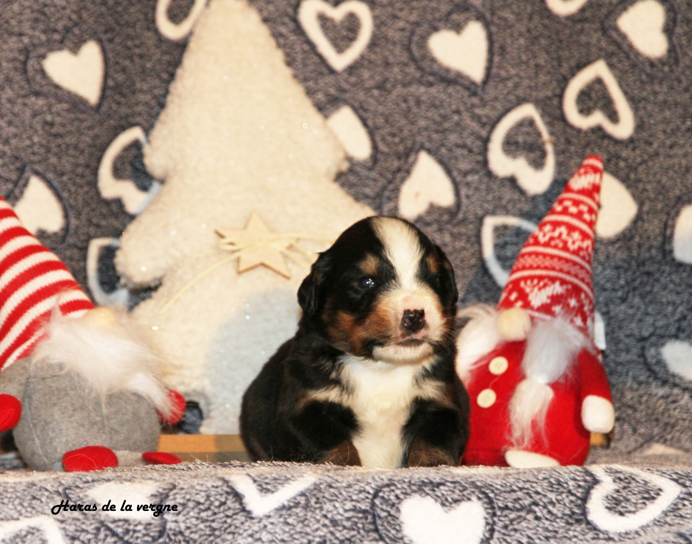 du Haras de la Vergne - Chiots disponibles - Bouvier Bernois