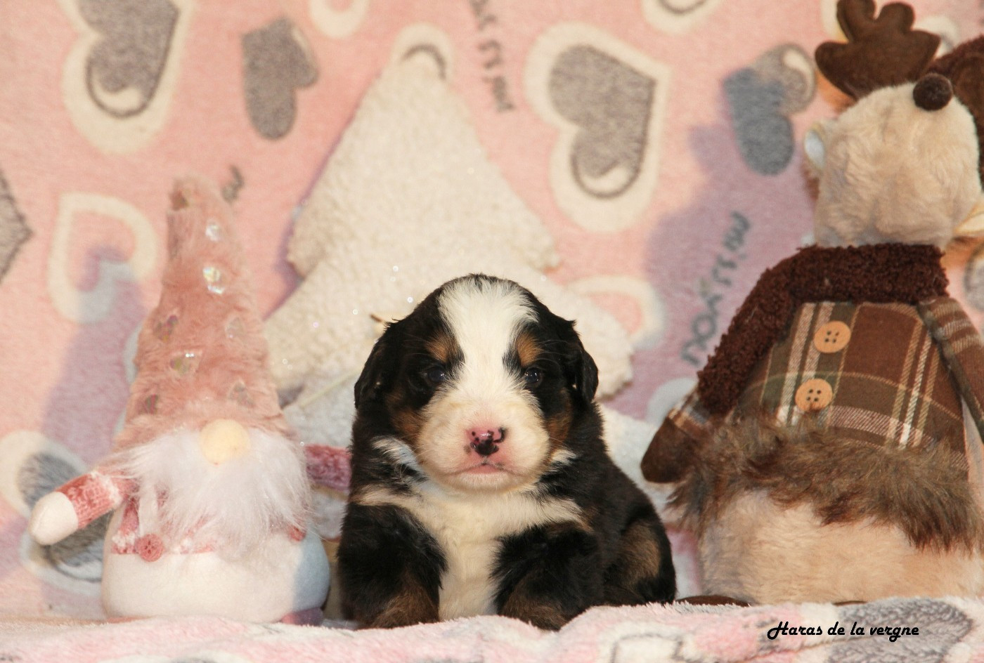 du Haras de la Vergne - Chiots disponibles - Bouvier Bernois