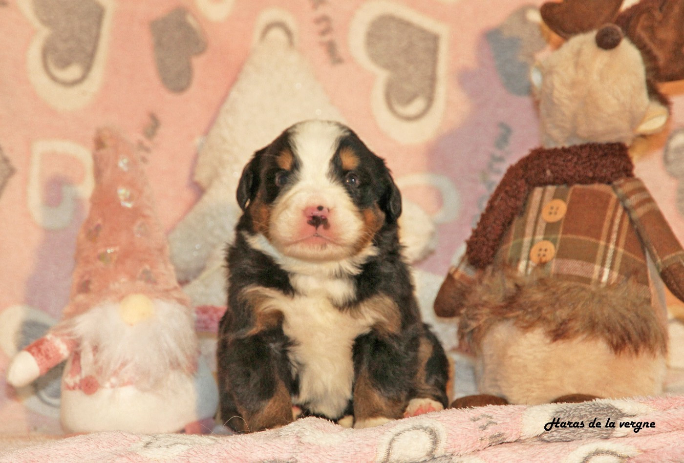 du Haras de la Vergne - Chiots disponibles - Bouvier Bernois