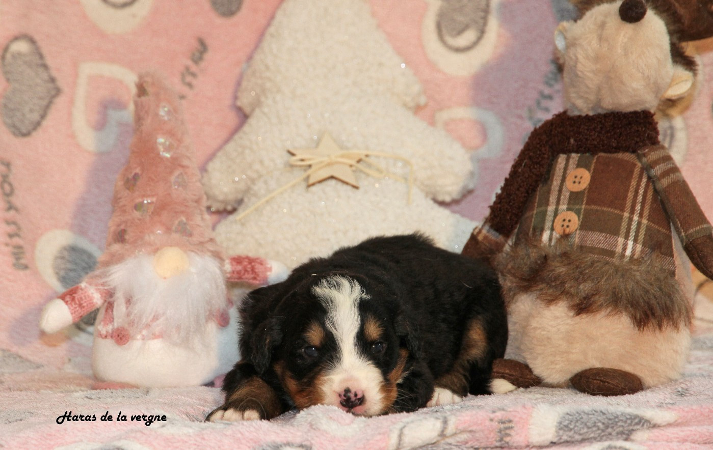 du Haras de la Vergne - Chiots disponibles - Bouvier Bernois