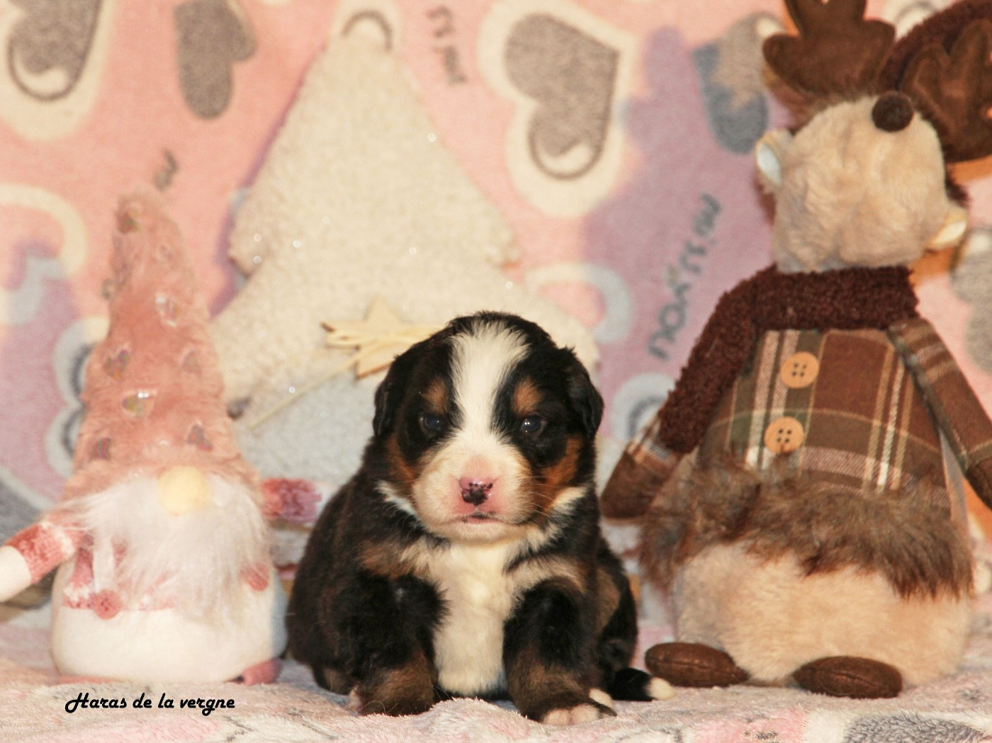 du Haras de la Vergne - Chiots disponibles - Bouvier Bernois