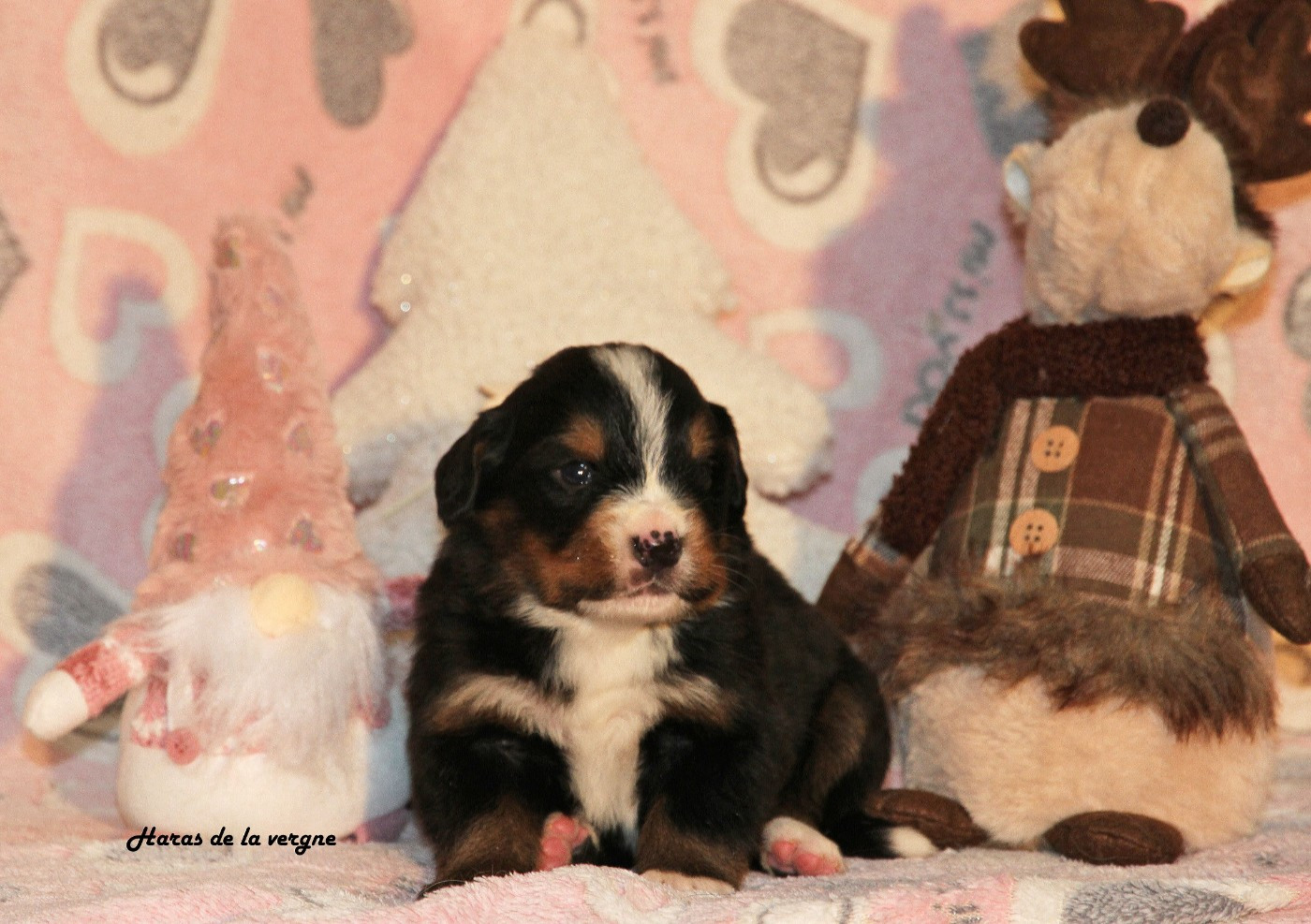 du Haras de la Vergne - Chiots disponibles - Bouvier Bernois