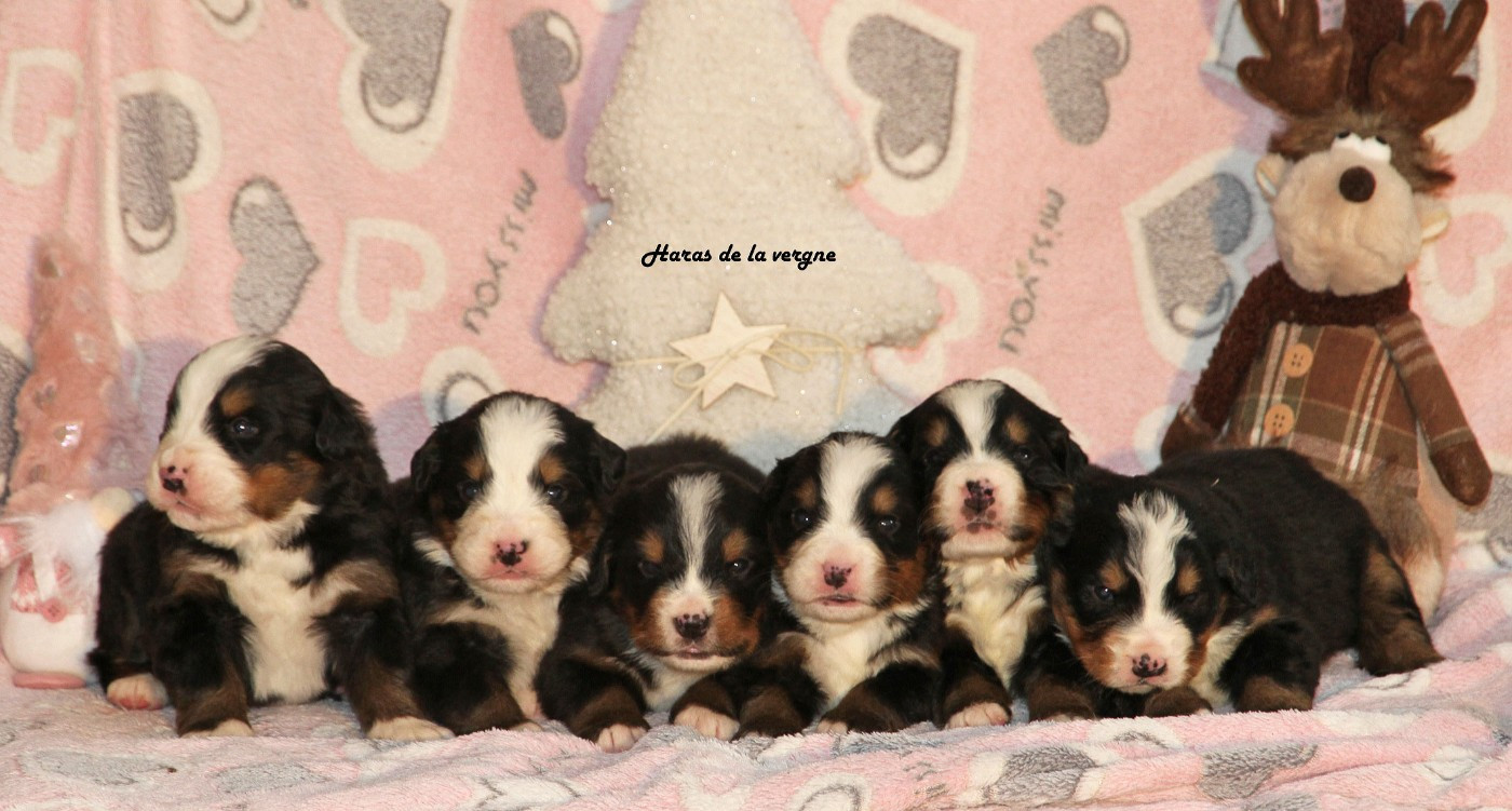 du Haras de la Vergne - Bouvier Bernois - Portée née le 12/11/2025