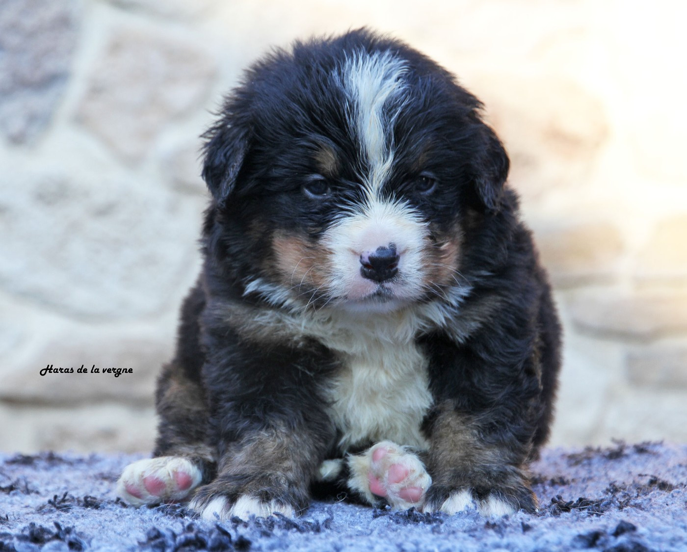 du Haras de la Vergne - Chiots disponibles - Bouvier Bernois