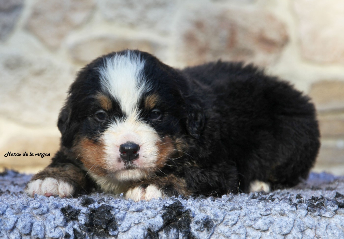 du Haras de la Vergne - Chiots disponibles - Bouvier Bernois