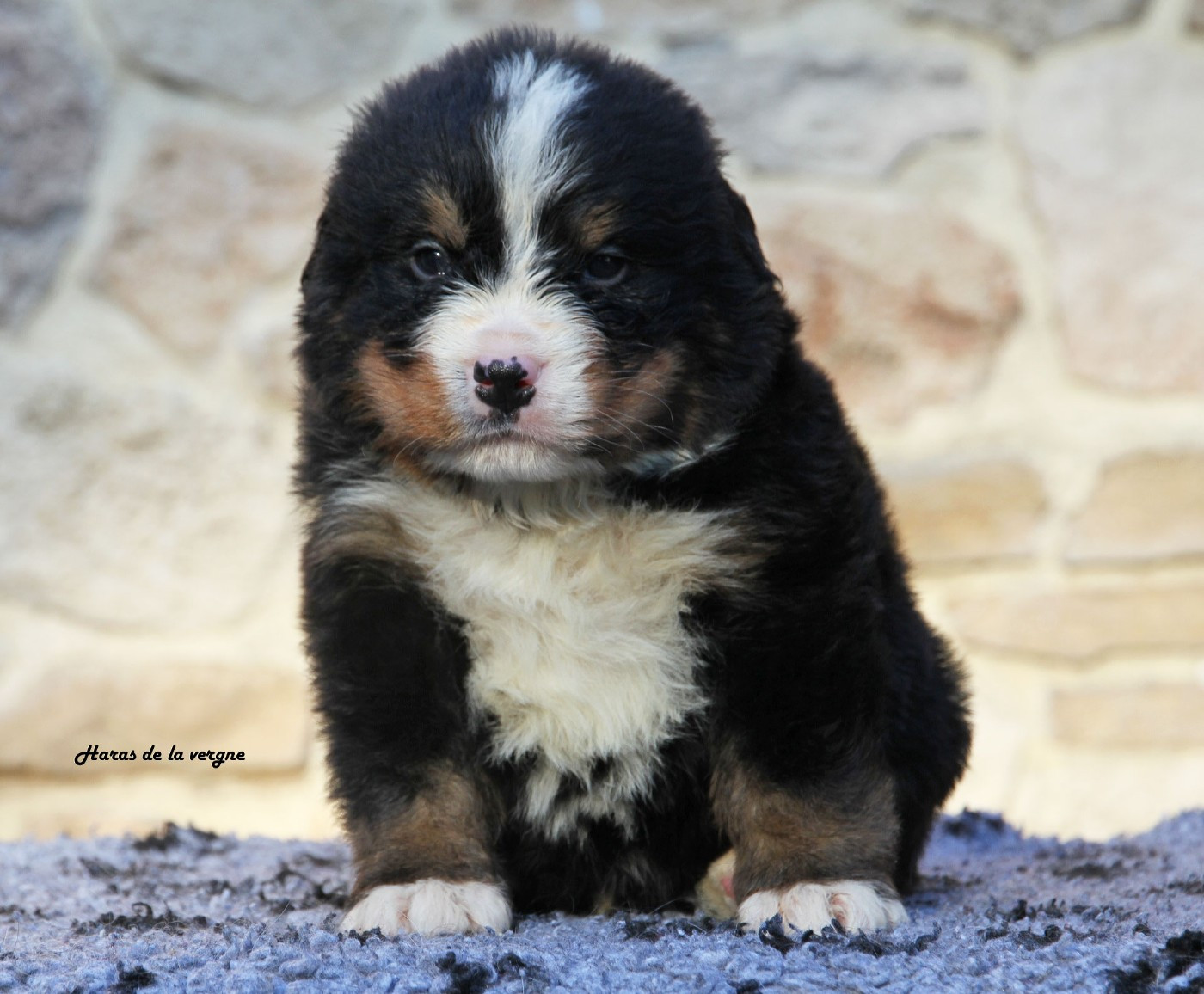 du Haras de la Vergne - Chiots disponibles - Bouvier Bernois