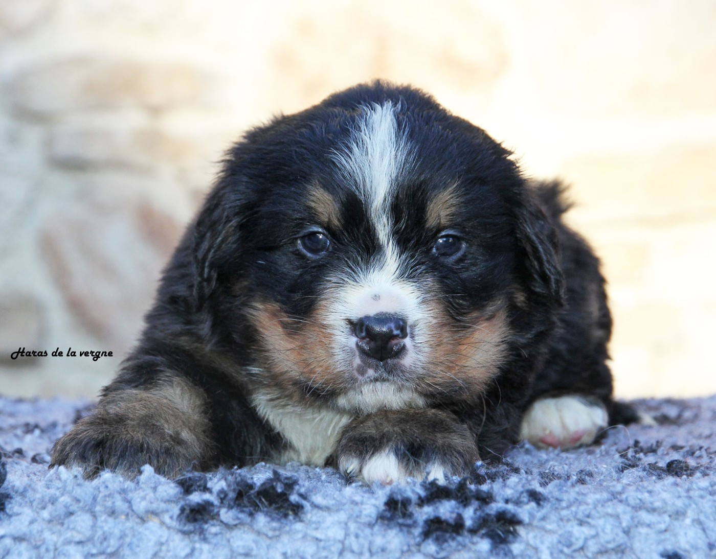 du Haras de la Vergne - Chiots disponibles - Bouvier Bernois