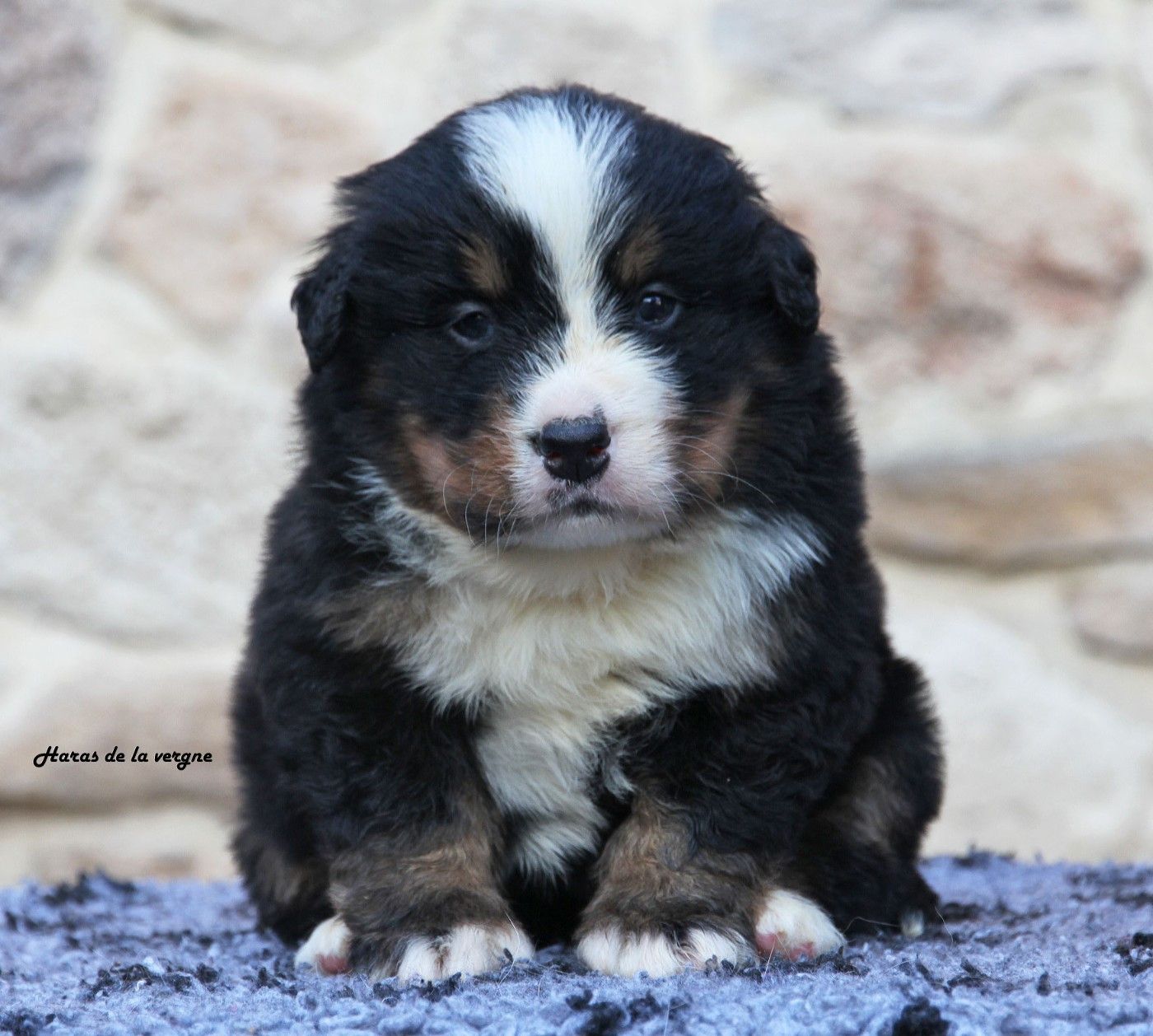 du Haras de la Vergne - Chiots disponibles - Bouvier Bernois