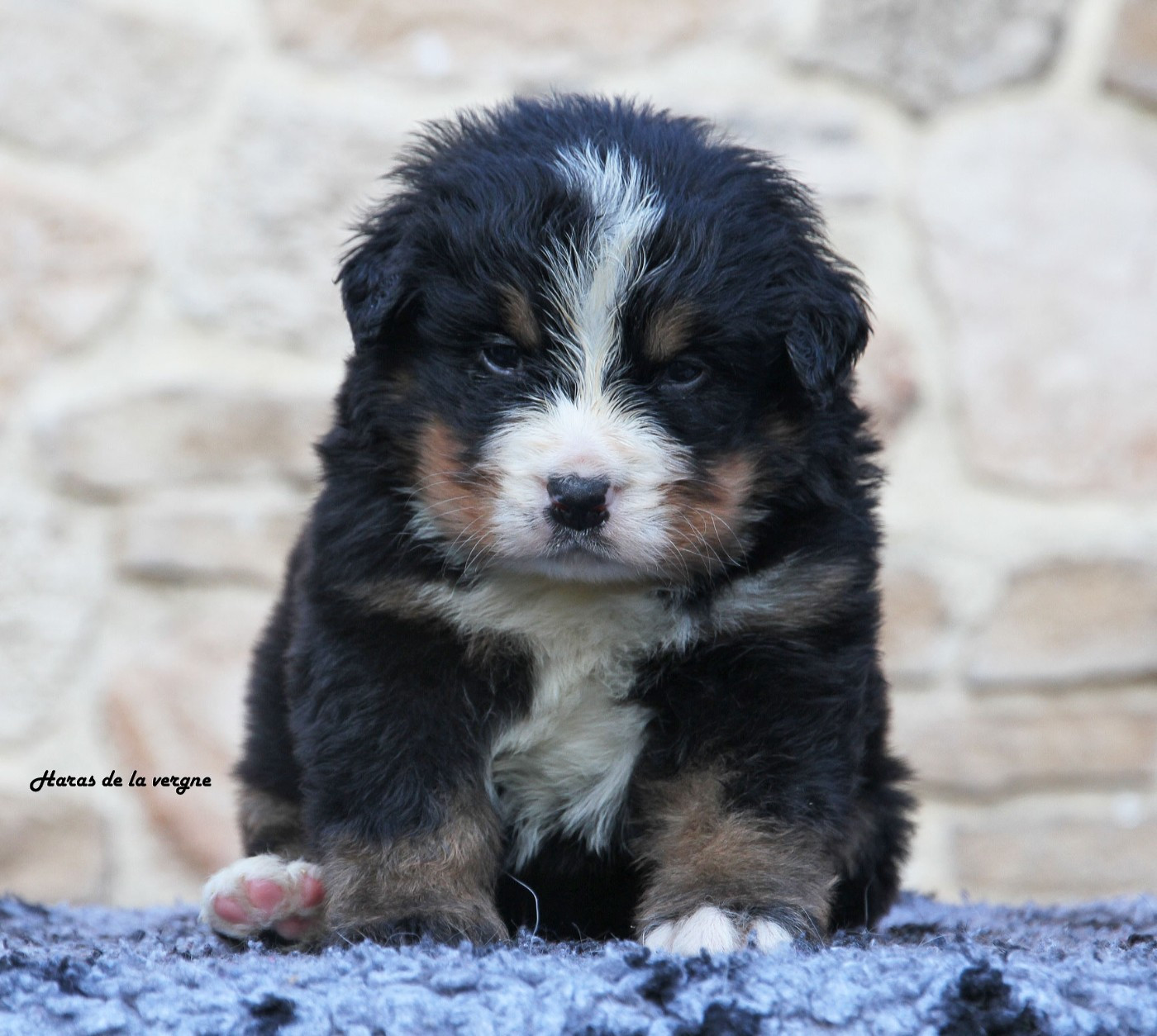 du Haras de la Vergne - Chiots disponibles - Bouvier Bernois