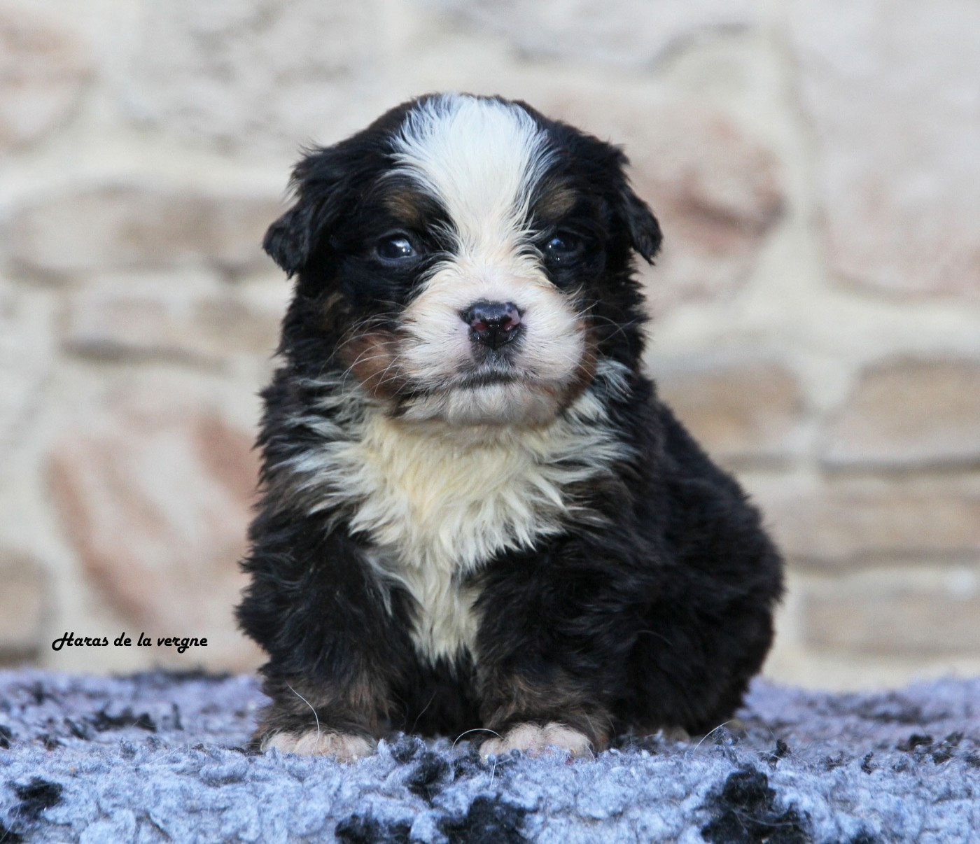 du Haras de la Vergne - Chiots disponibles - Bouvier Bernois