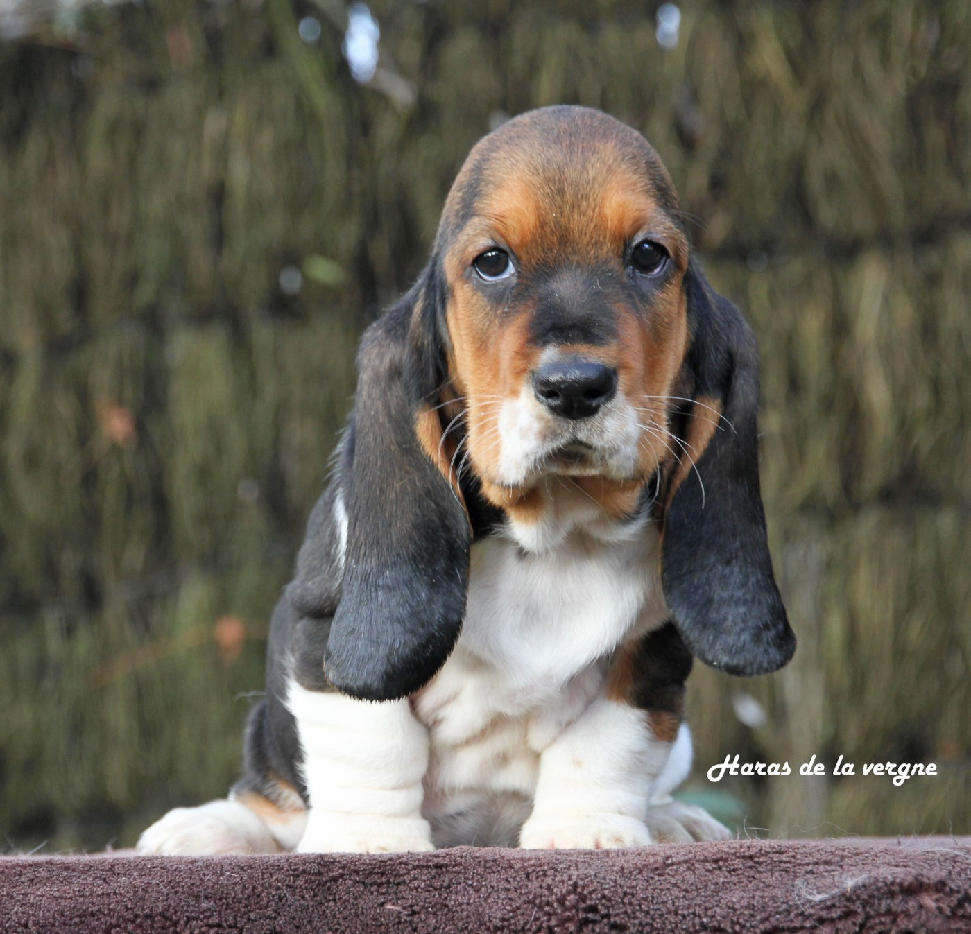 du Haras de la Vergne - Chiots disponibles - Basset Hound