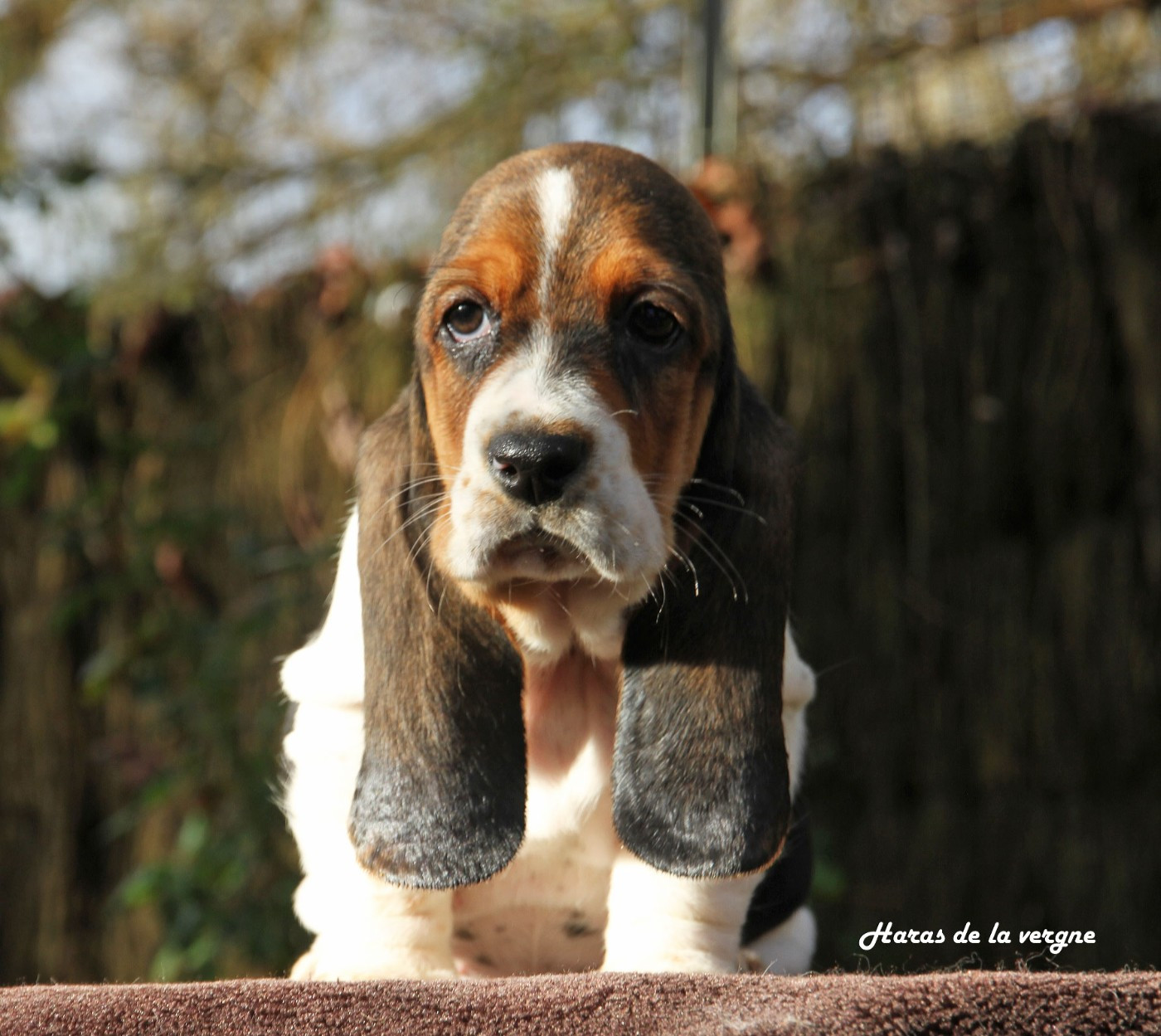 du Haras de la Vergne - Chiots disponibles - Basset Hound