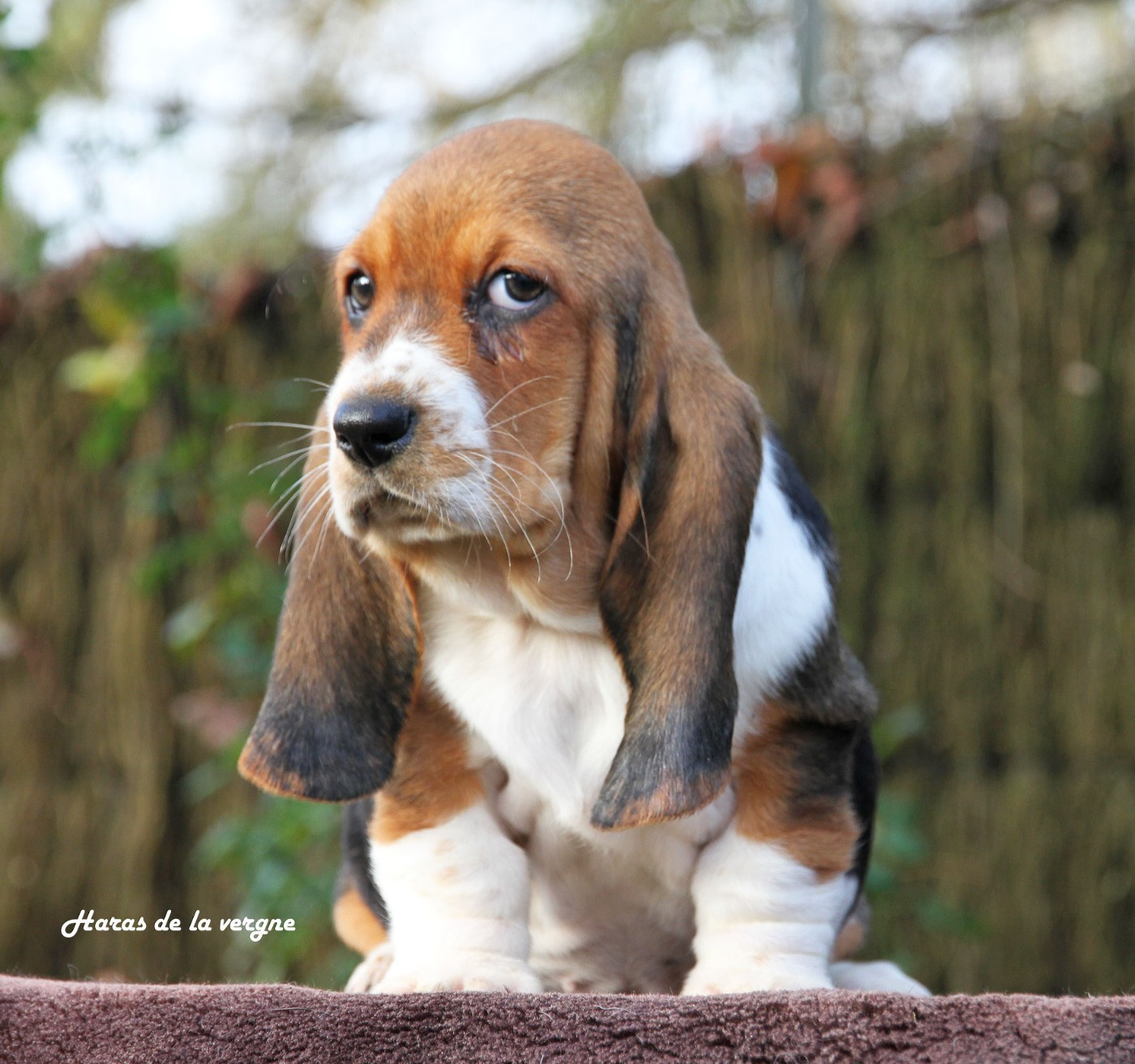 du Haras de la Vergne - Chiots disponibles - Basset Hound