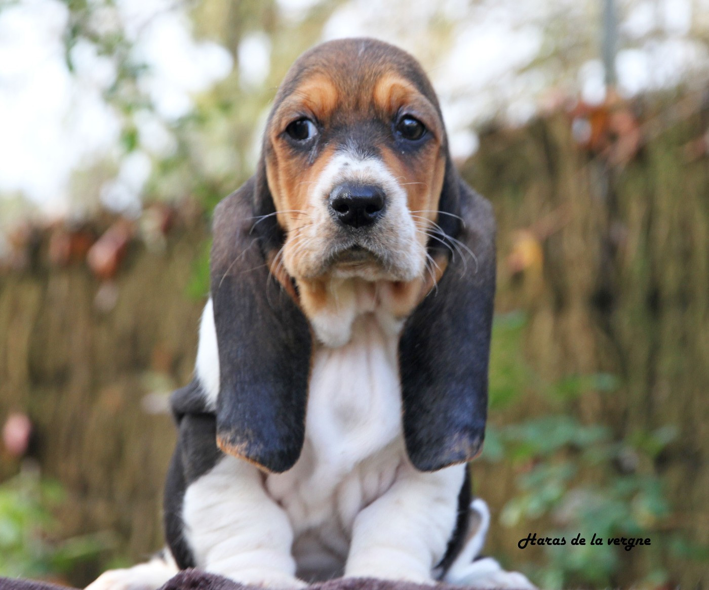 du Haras de la Vergne - Chiots disponibles - Basset Hound