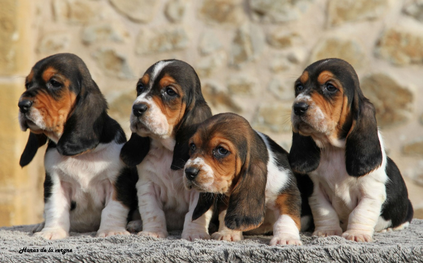 du Haras de la Vergne - Basset Hound - Portée née le 29/09/2025