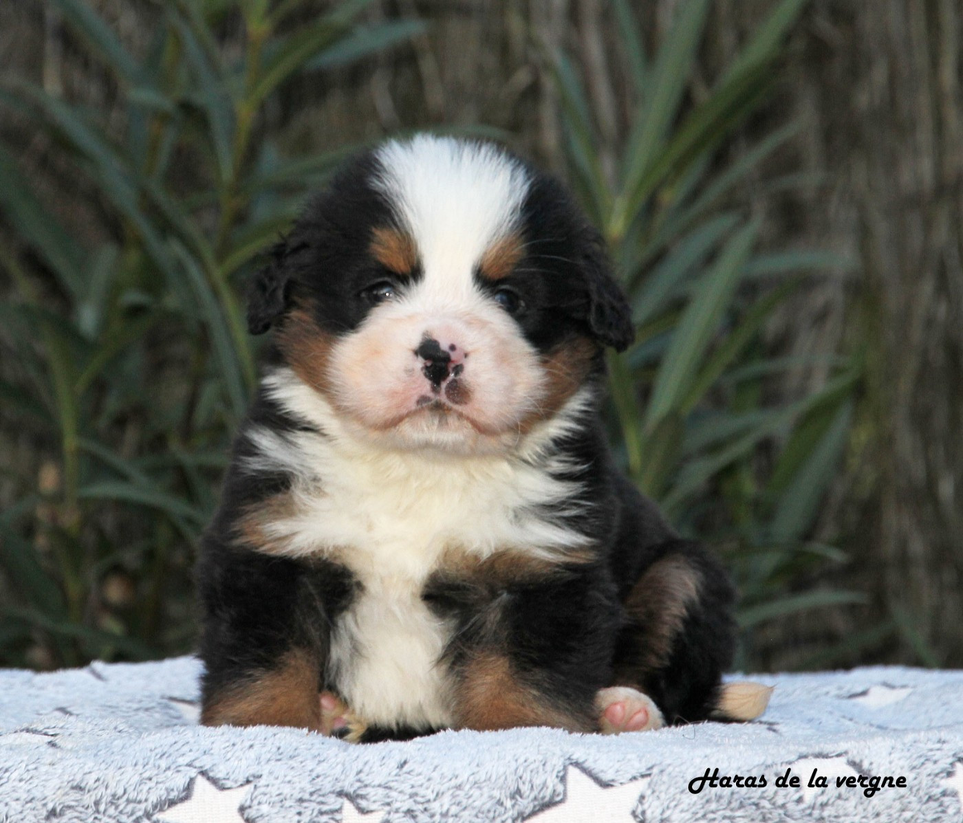 du Haras de la Vergne - Chiots disponibles - Bouvier Bernois
