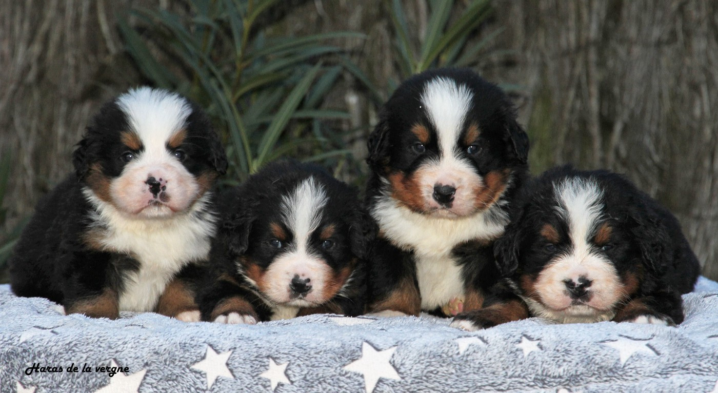 du Haras de la Vergne - Bouvier Bernois - Portée née le 13/11/2025