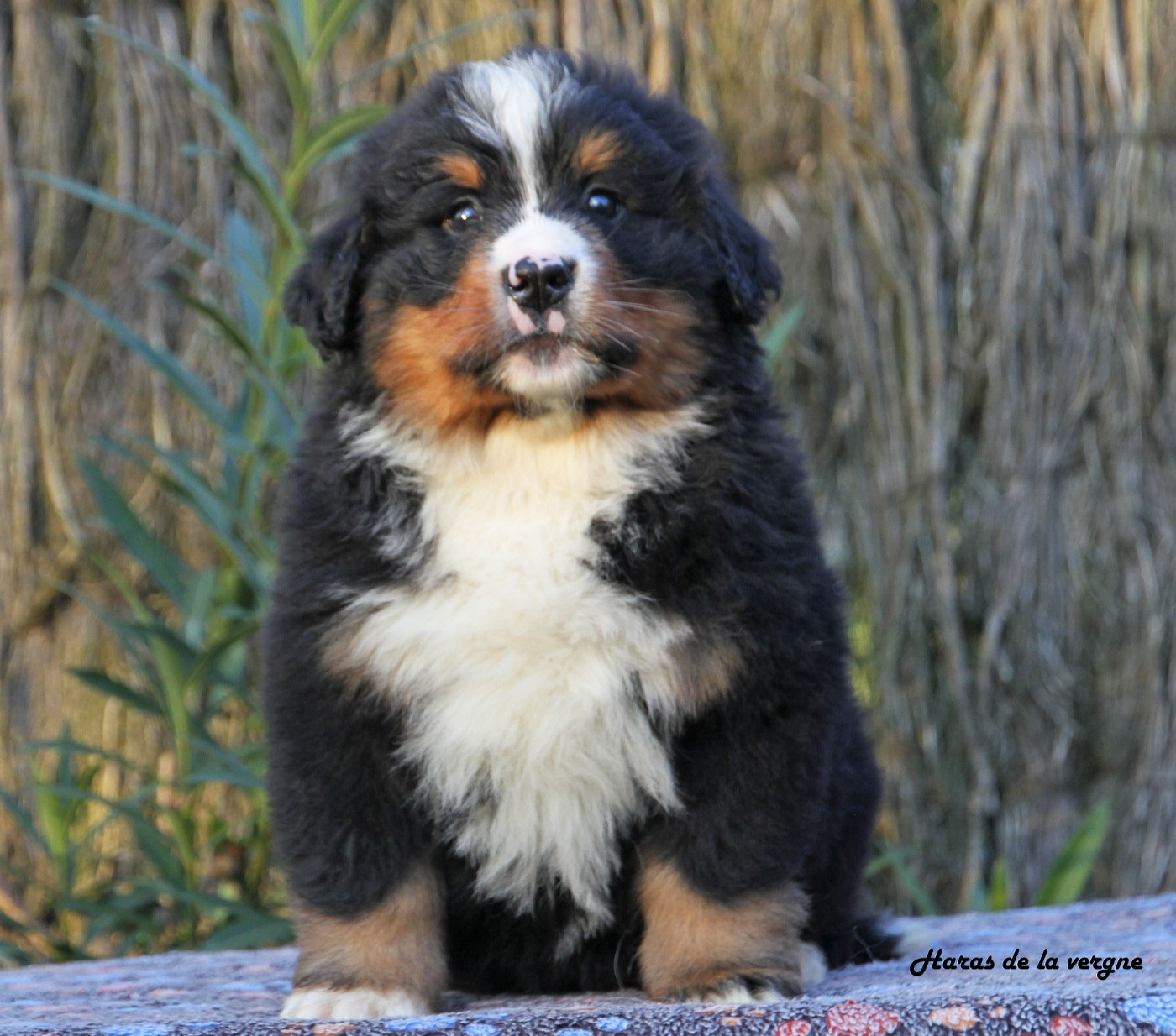 du Haras de la Vergne - Chiots disponibles - Bouvier Bernois