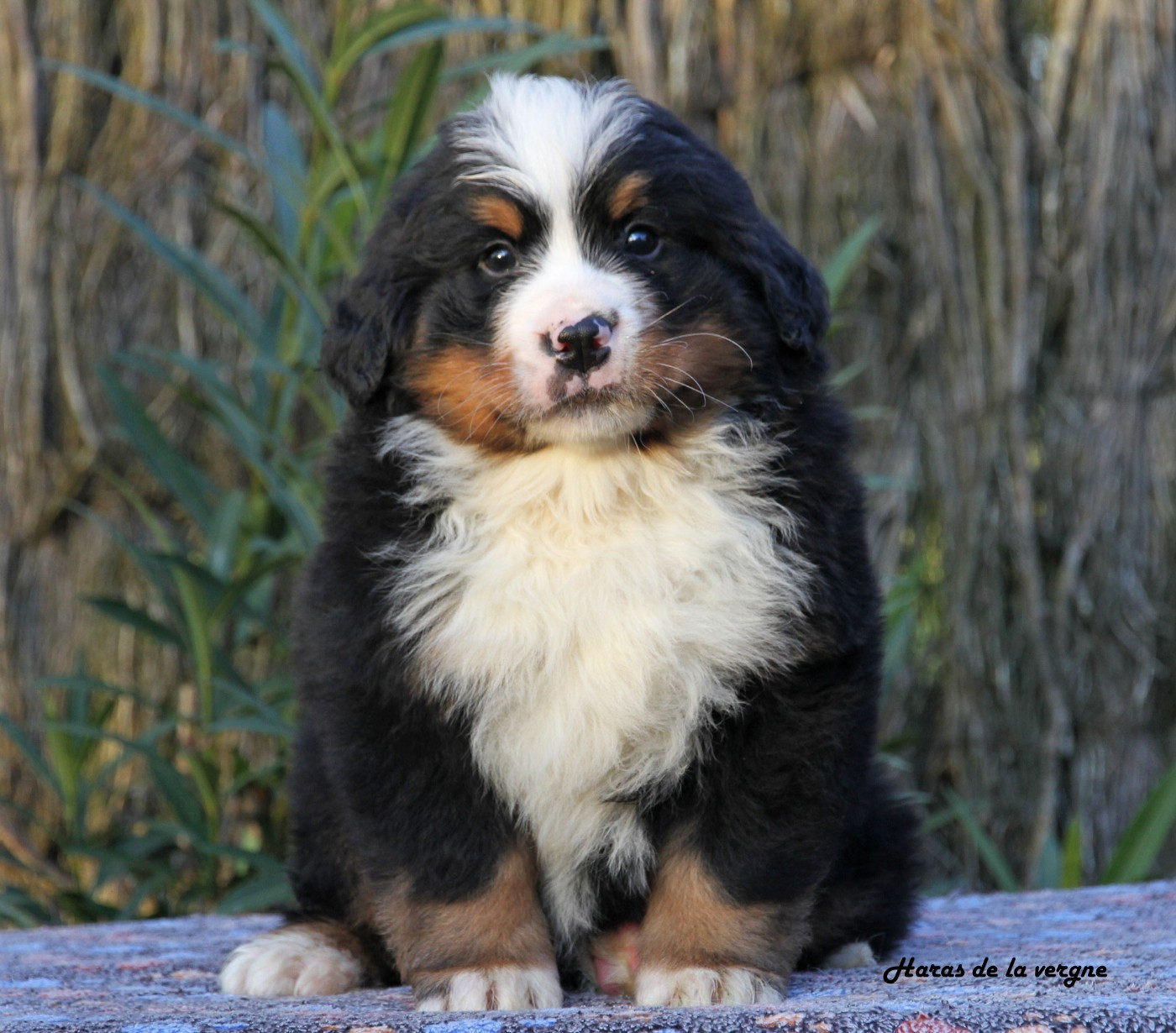 du Haras de la Vergne - Chiots disponibles - Bouvier Bernois