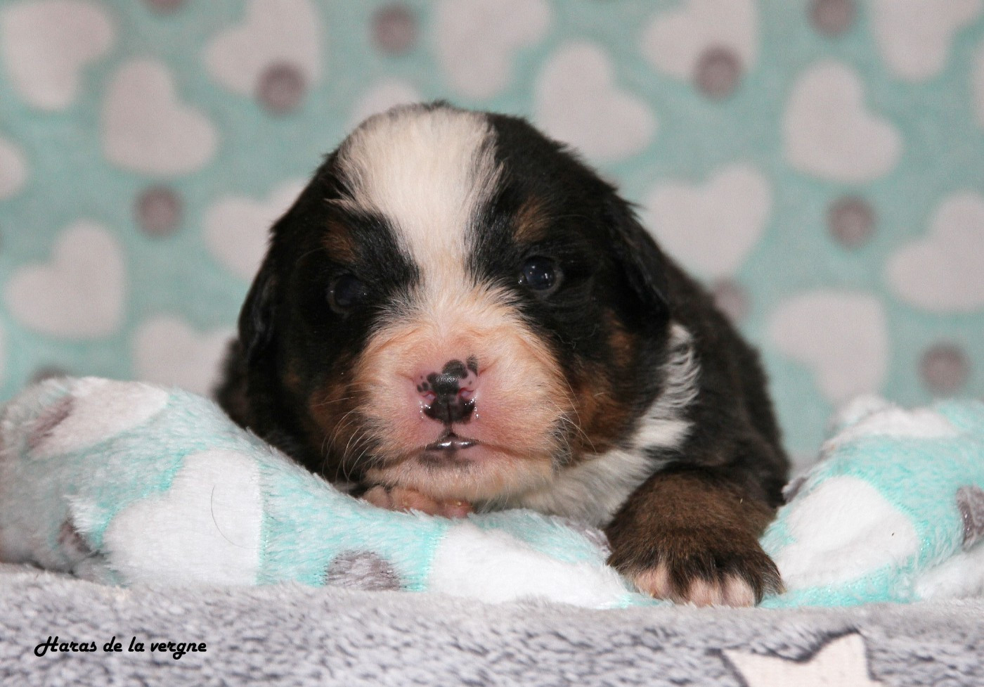 du Haras de la Vergne - Chiots disponibles - Bouvier Bernois