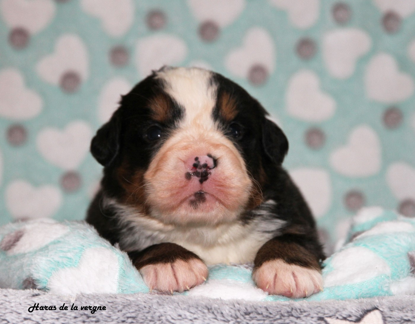 du Haras de la Vergne - Chiots disponibles - Bouvier Bernois