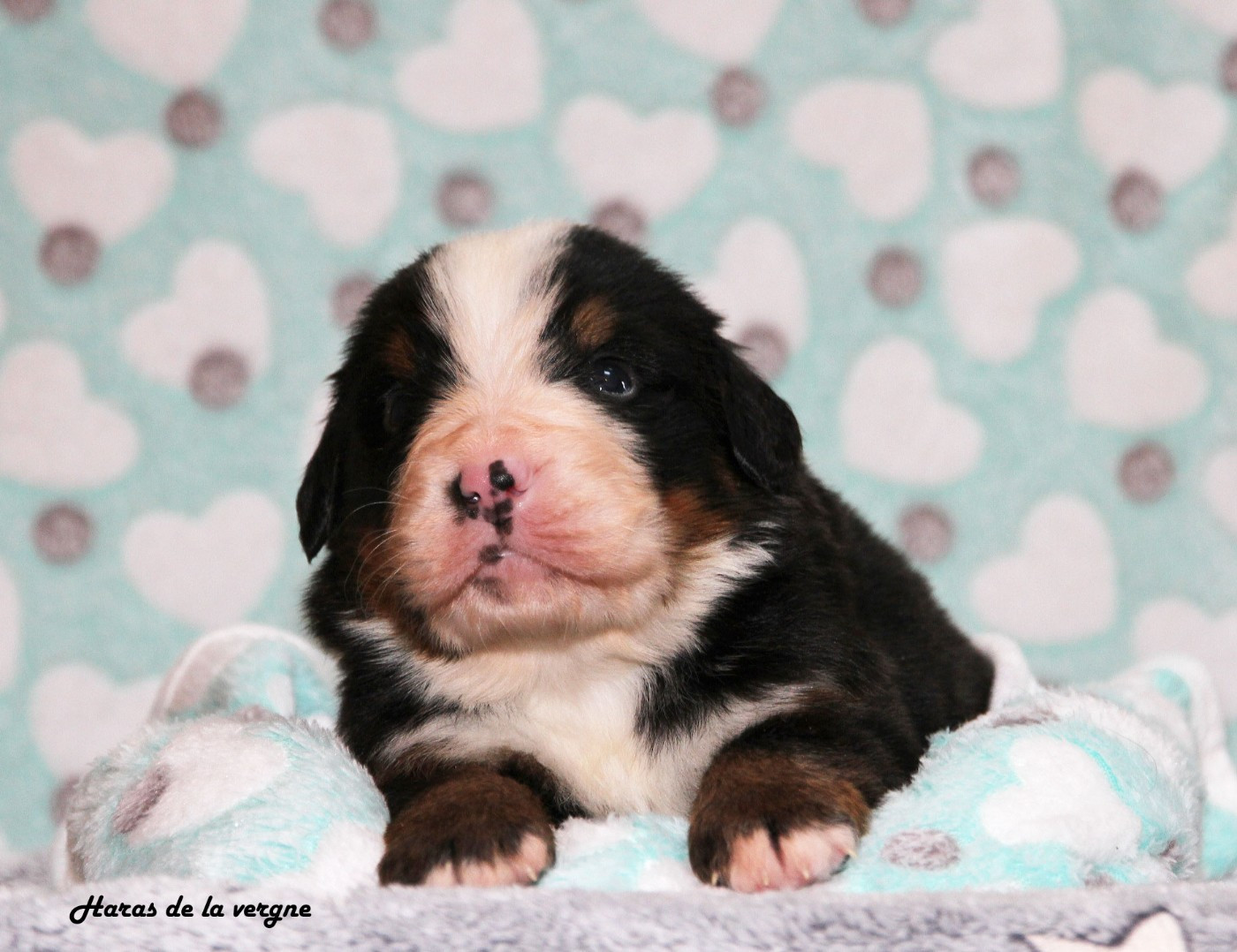 du Haras de la Vergne - Chiots disponibles - Bouvier Bernois