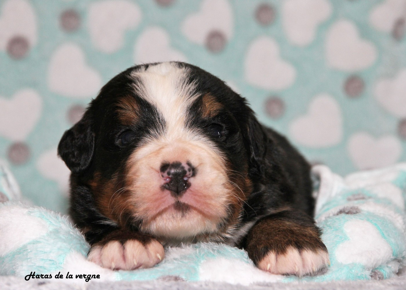 du Haras de la Vergne - Chiots disponibles - Bouvier Bernois