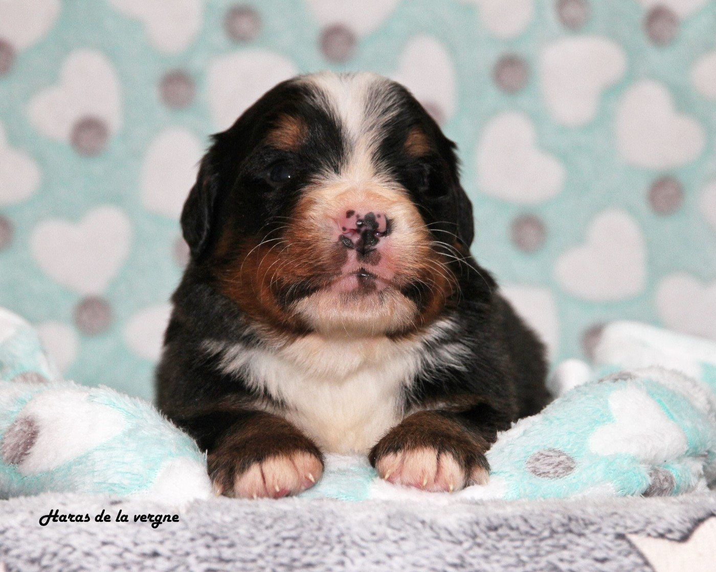 du Haras de la Vergne - Chiots disponibles - Bouvier Bernois