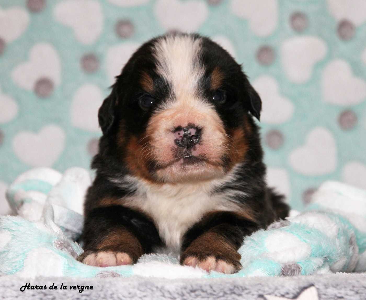 du Haras de la Vergne - Chiots disponibles - Bouvier Bernois