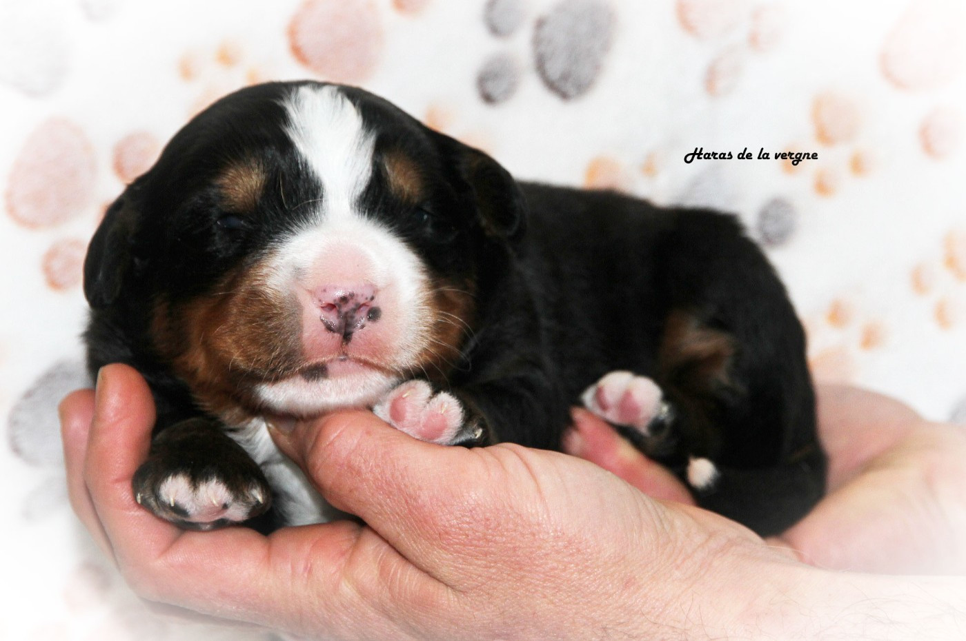 du Haras de la Vergne - Chiots disponibles - Bouvier Bernois