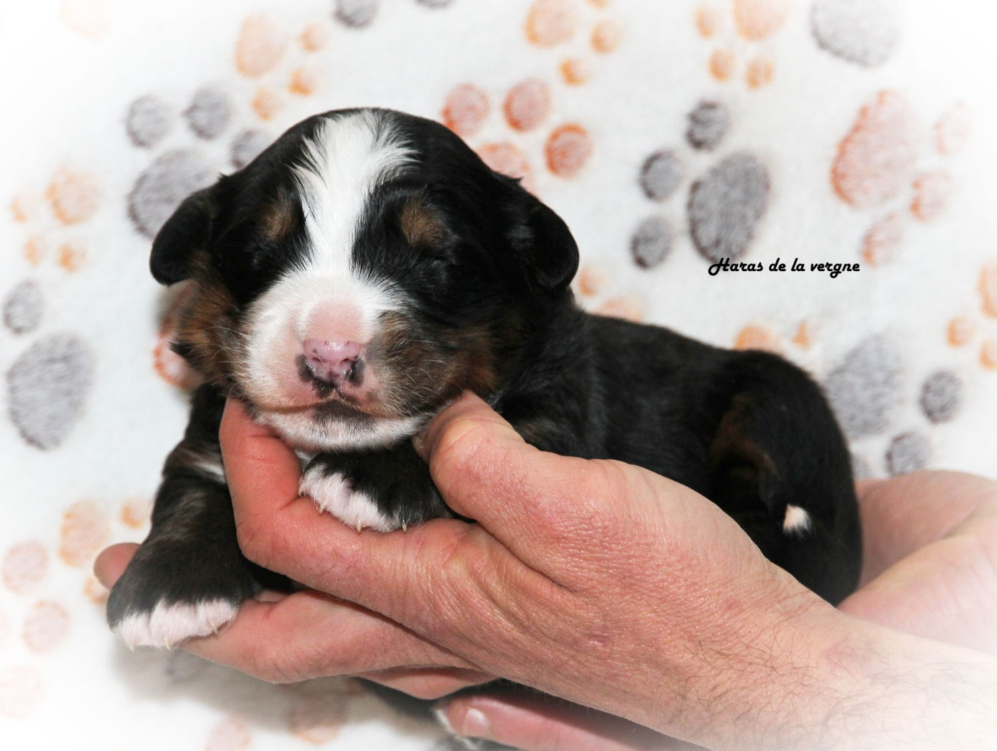 du Haras de la Vergne - Chiots disponibles - Bouvier Bernois