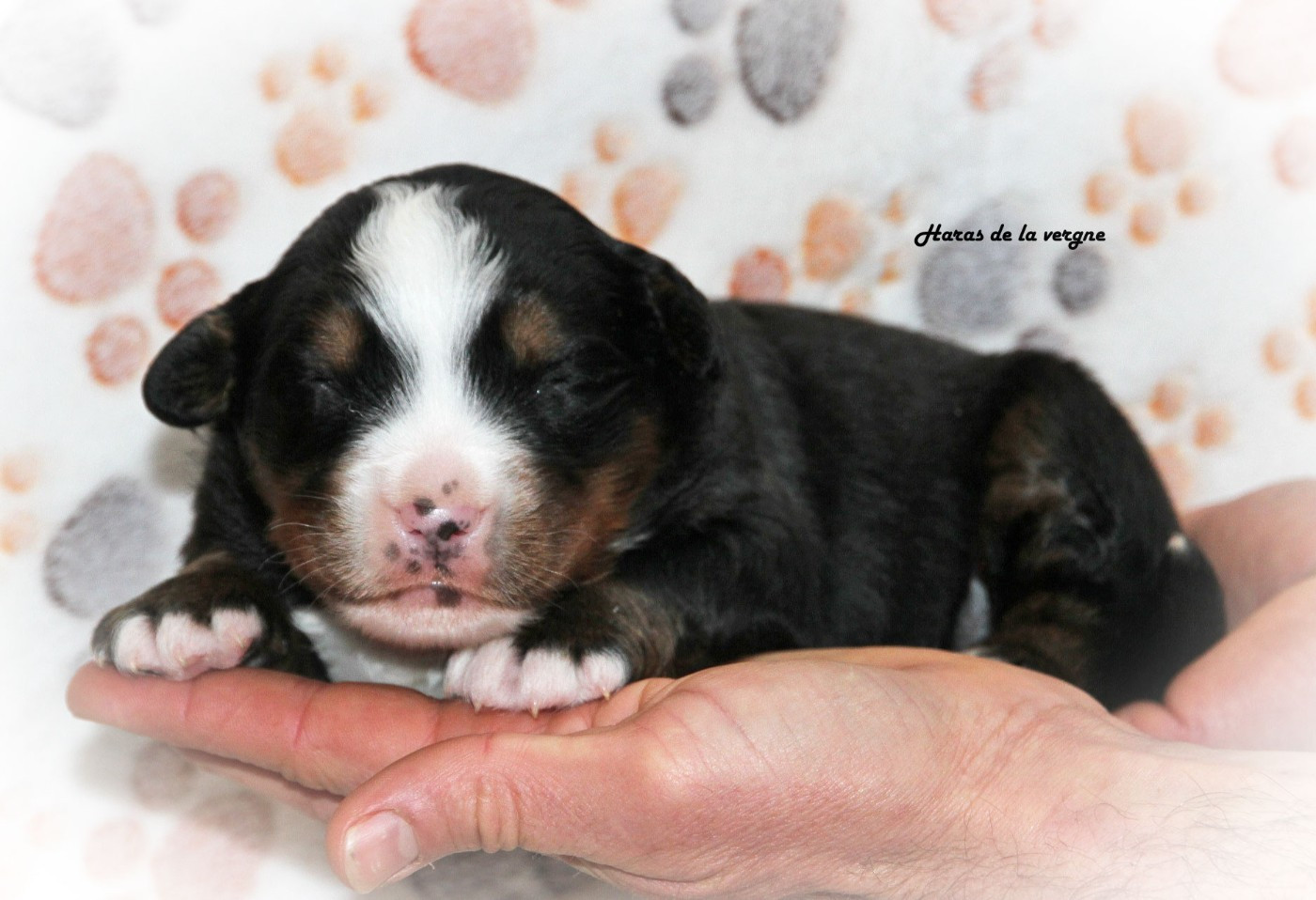 du Haras de la Vergne - Chiots disponibles - Bouvier Bernois