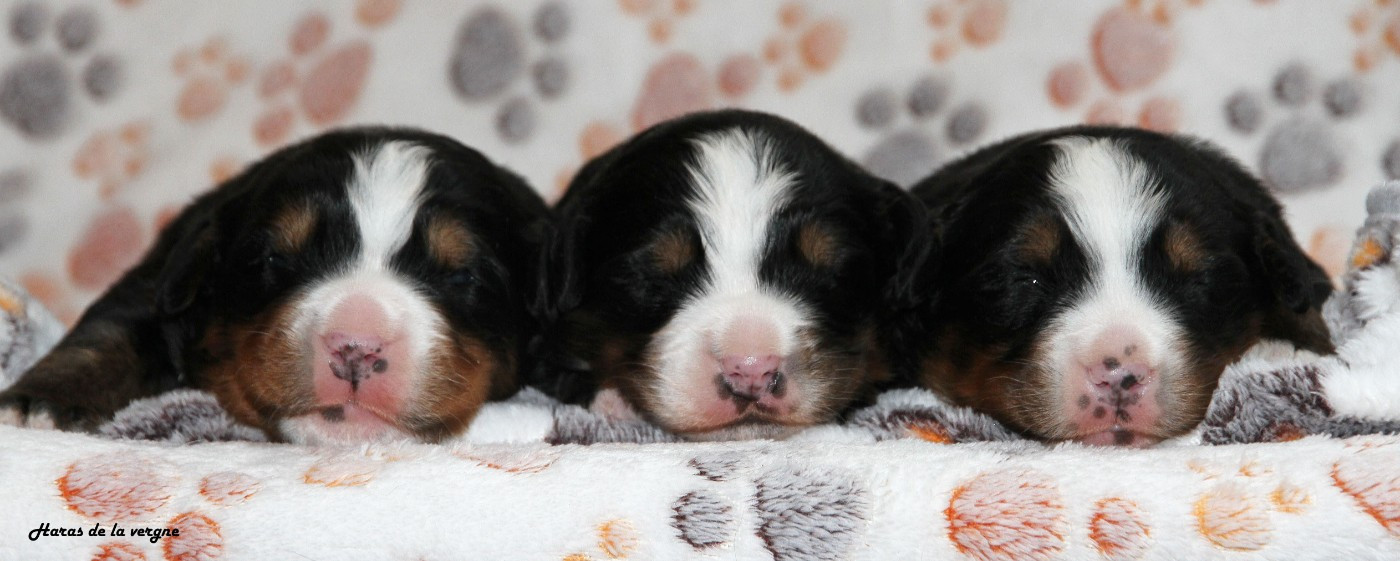 Chiot Bouvier Bernois du Haras de la Vergne