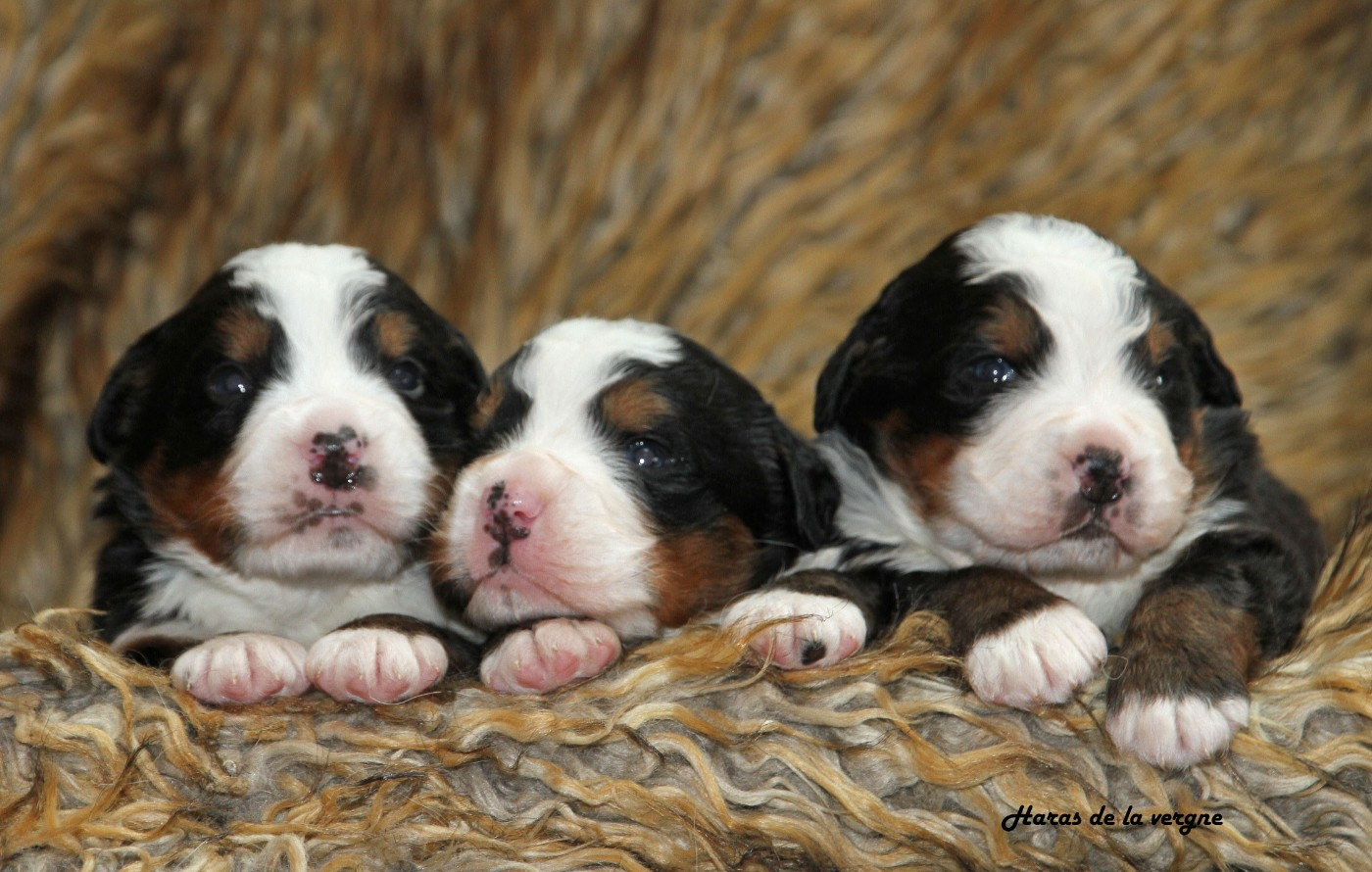 du Haras de la Vergne - Bouvier Bernois - Portée née le 22/01/2026