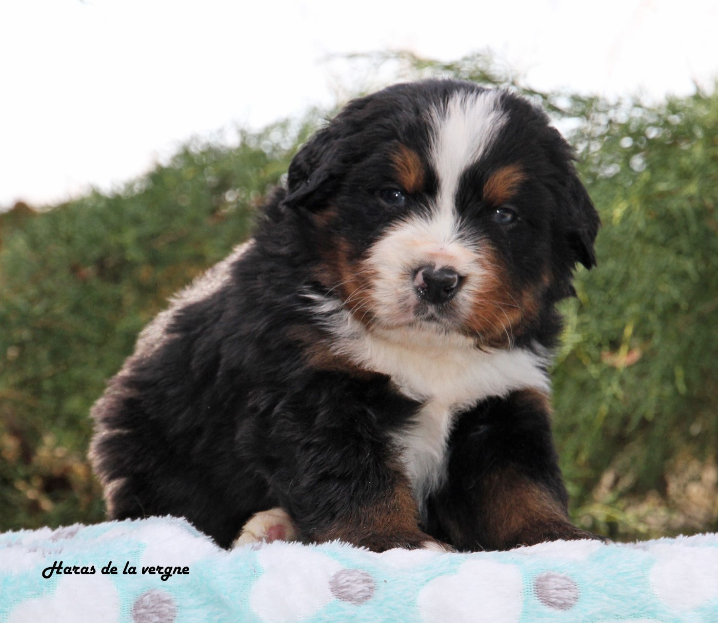 Chiot Bouvier Bernois du Haras de la Vergne