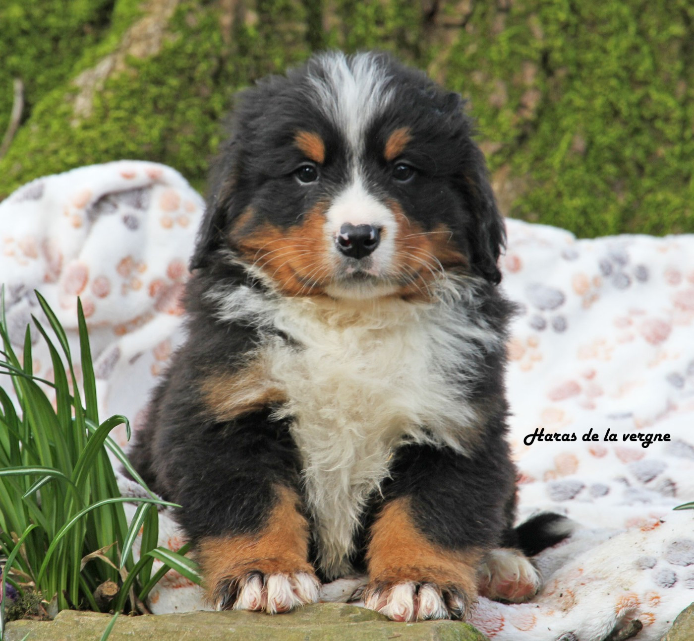 du Haras de la Vergne - Chiots disponibles - Bouvier Bernois