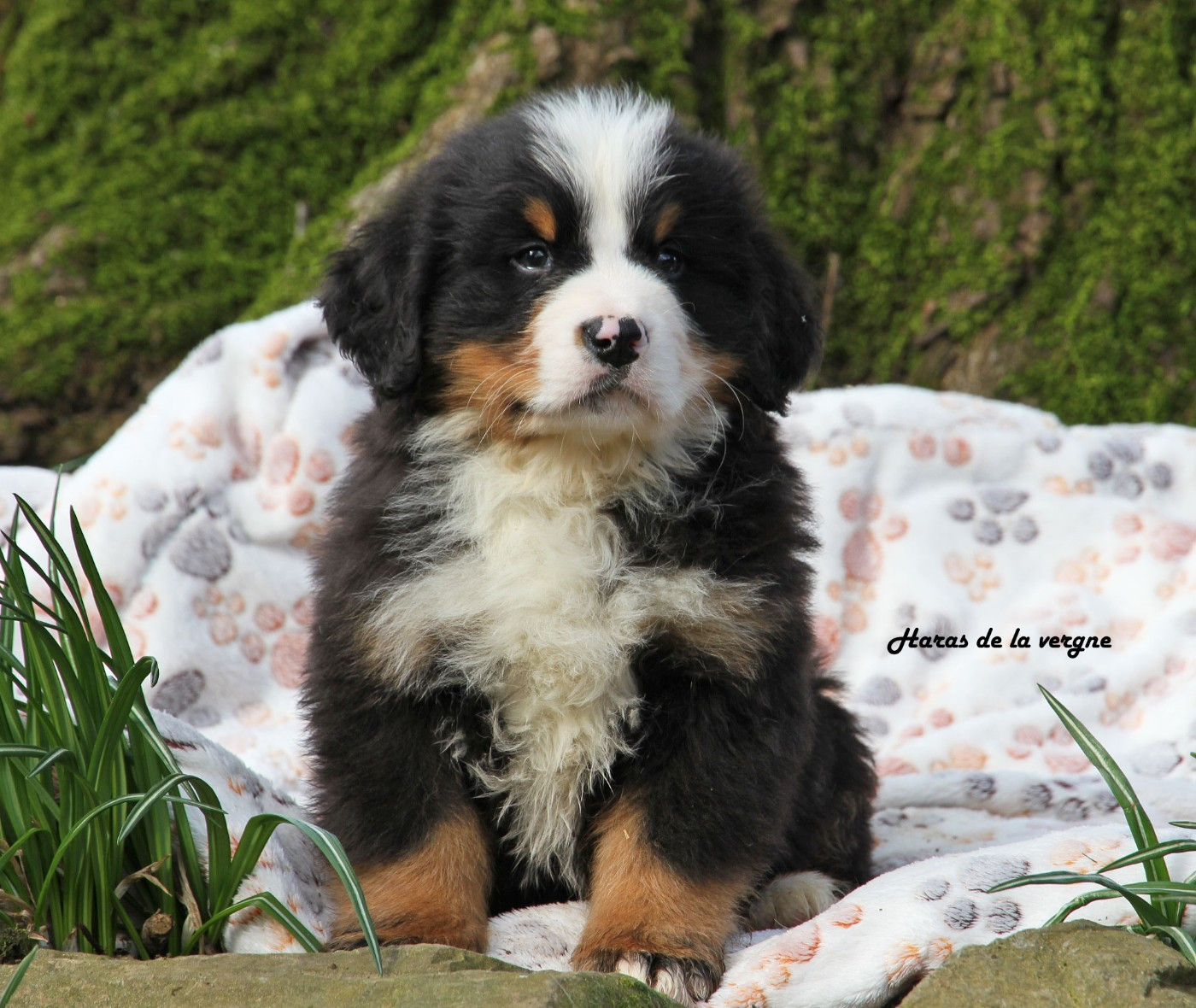 Chiot Bouvier Bernois du Haras de la Vergne