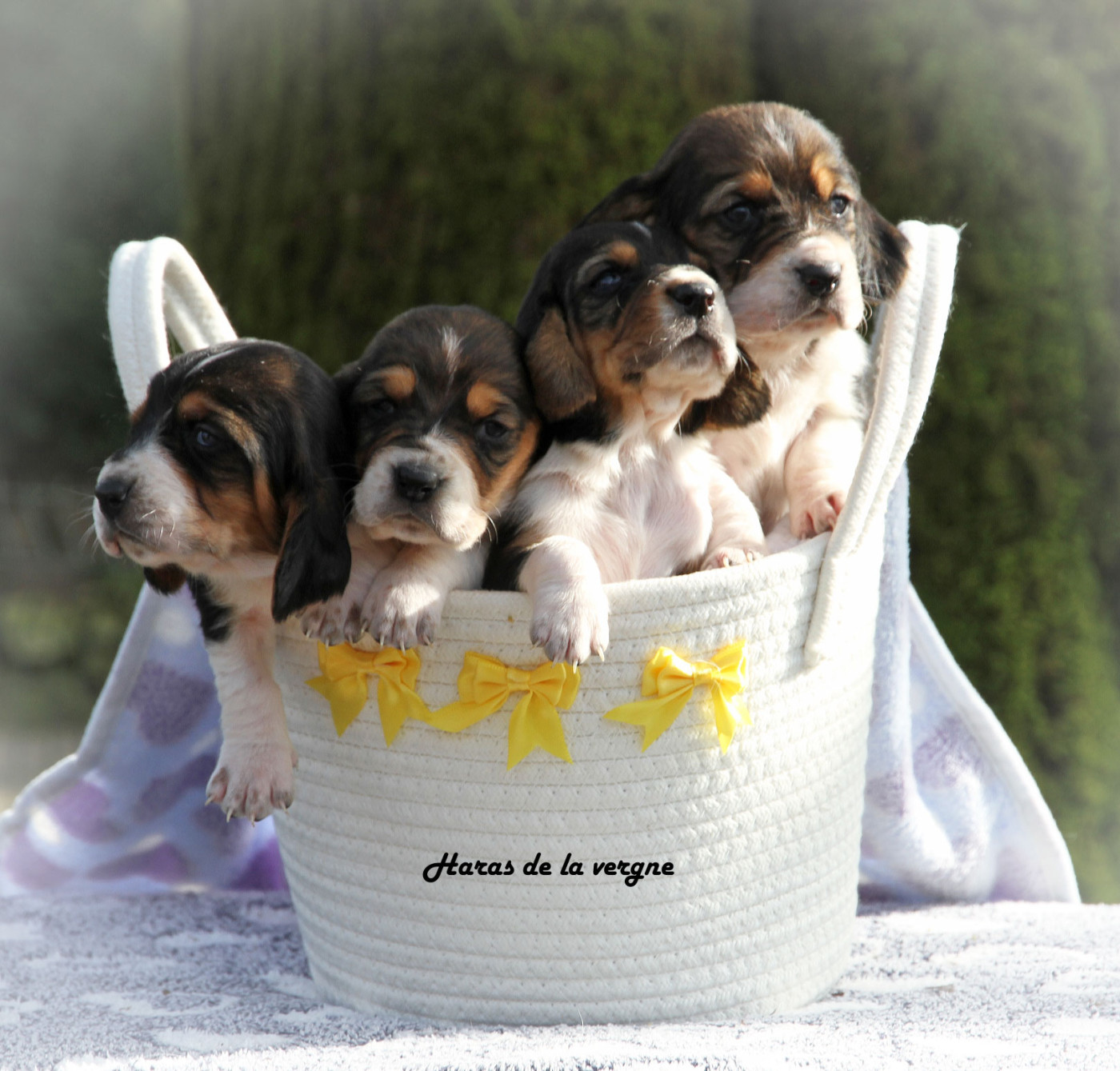 Chiot Basset Hound du Haras de la Vergne